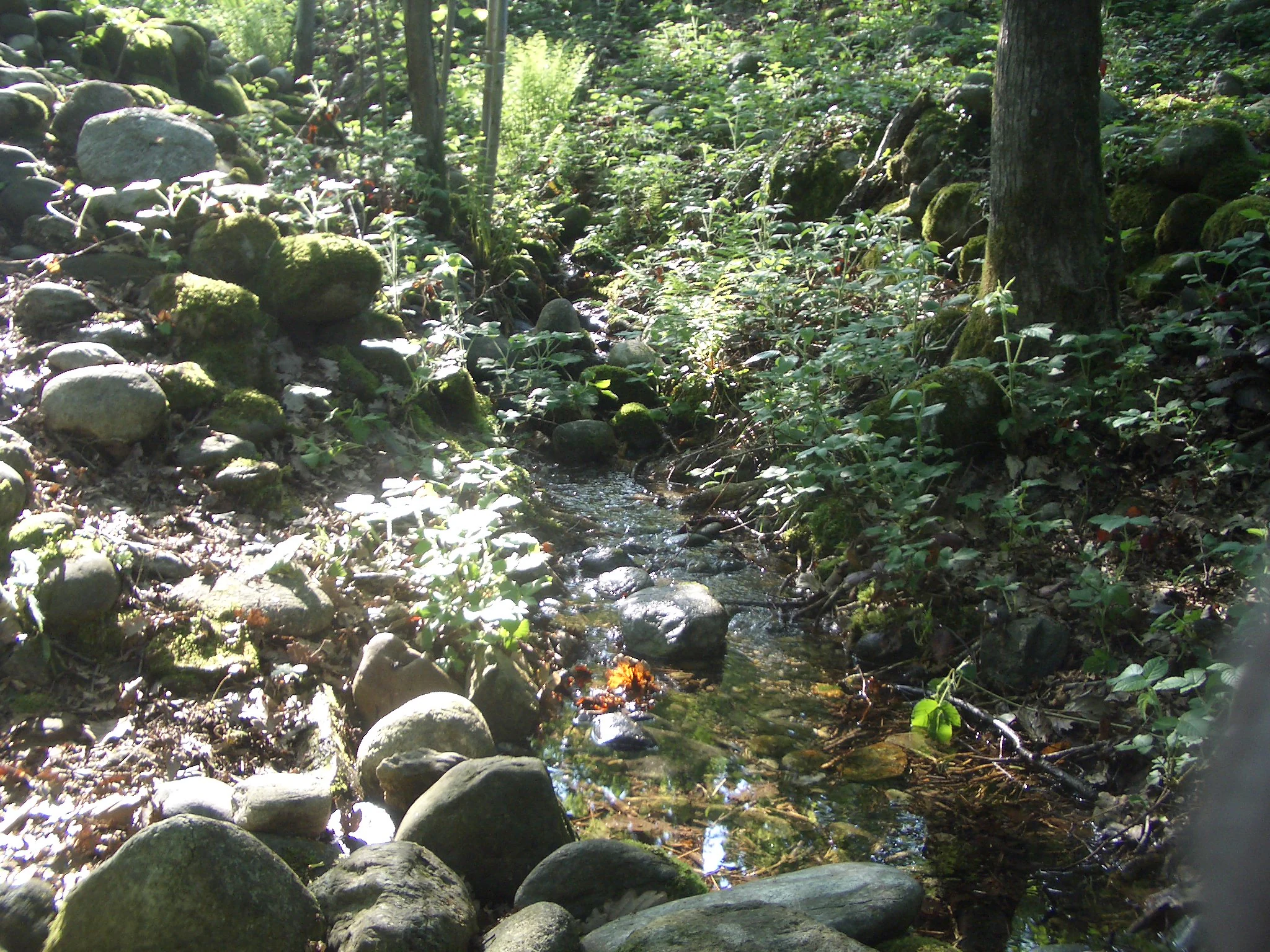 A small forest stream flows between moss-covered rocks and dense vegetation in a wooded area.