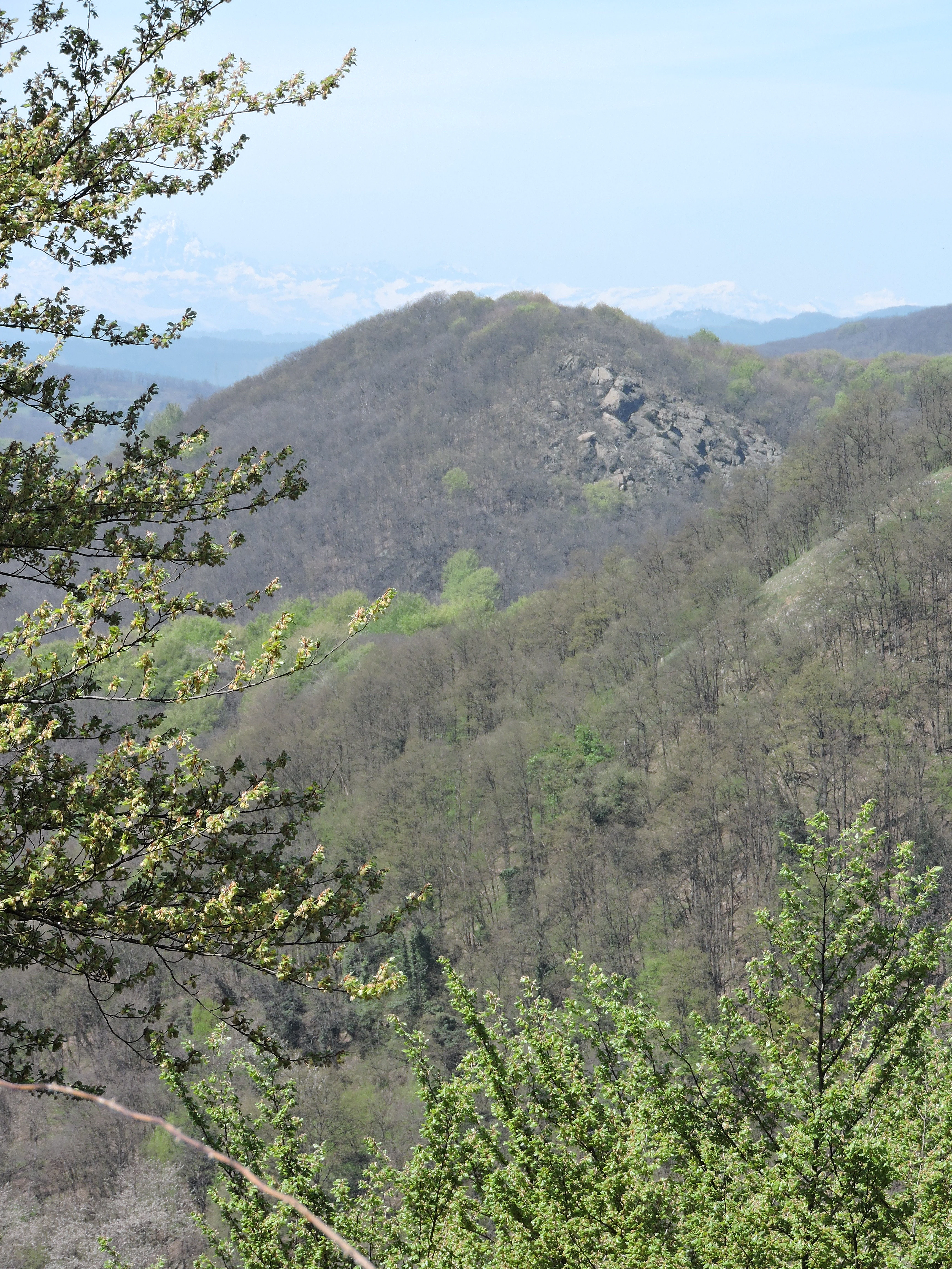 A distant, rounded mountain peak, identified as Rocca dell'Adelasia, covered in sparse, early-season forest with rocky patches, seen over a foreground of blurred tree branches.
