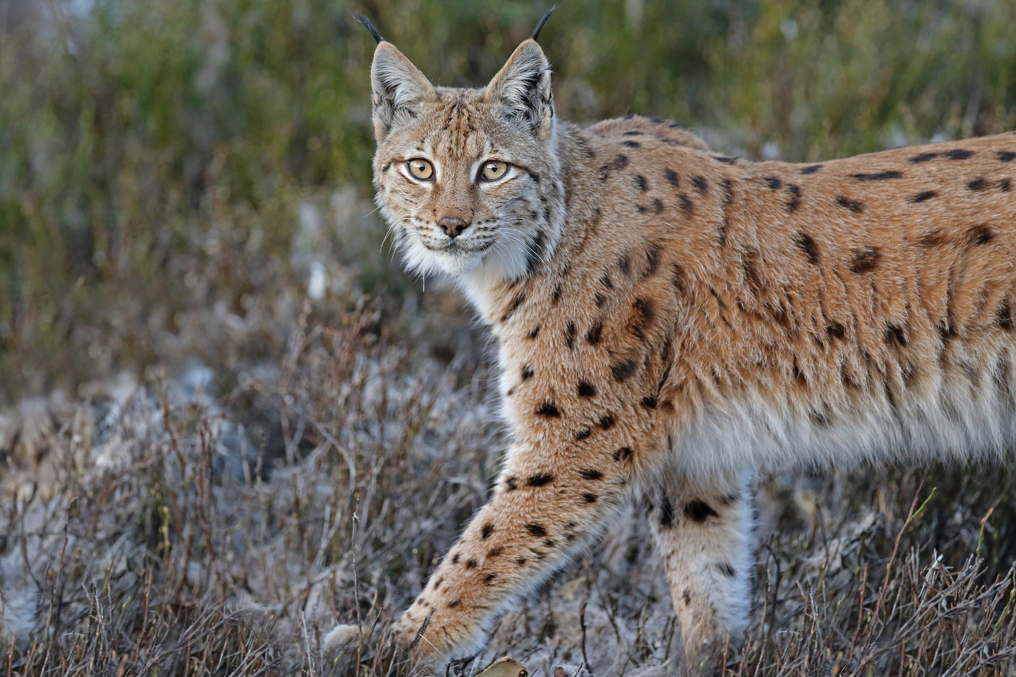 Eurasian lynx (Lynx lynx) standing in a grassy, bushy terrain with a blurred natural background