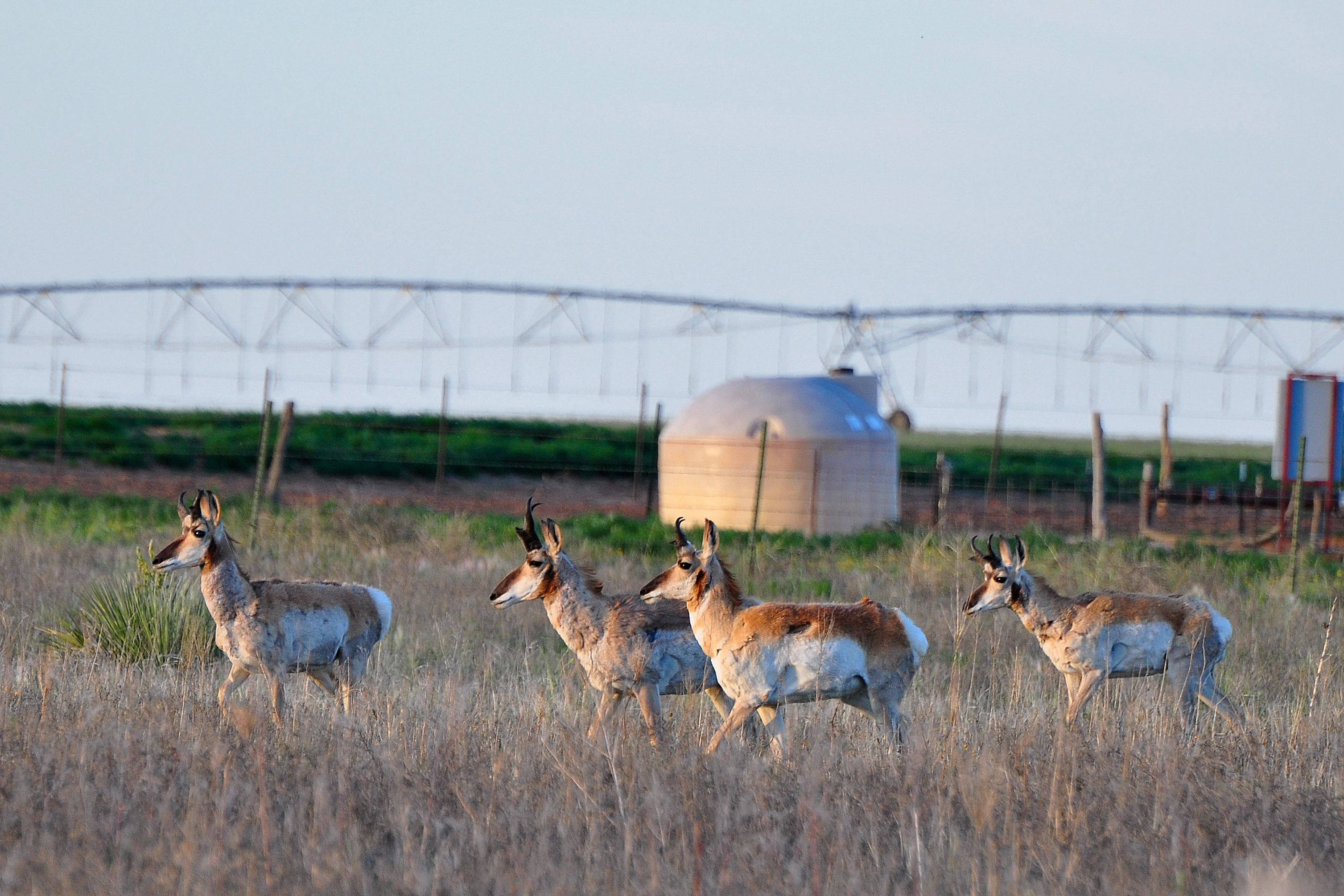 Pronghorn in Rita Blanca National Grassland