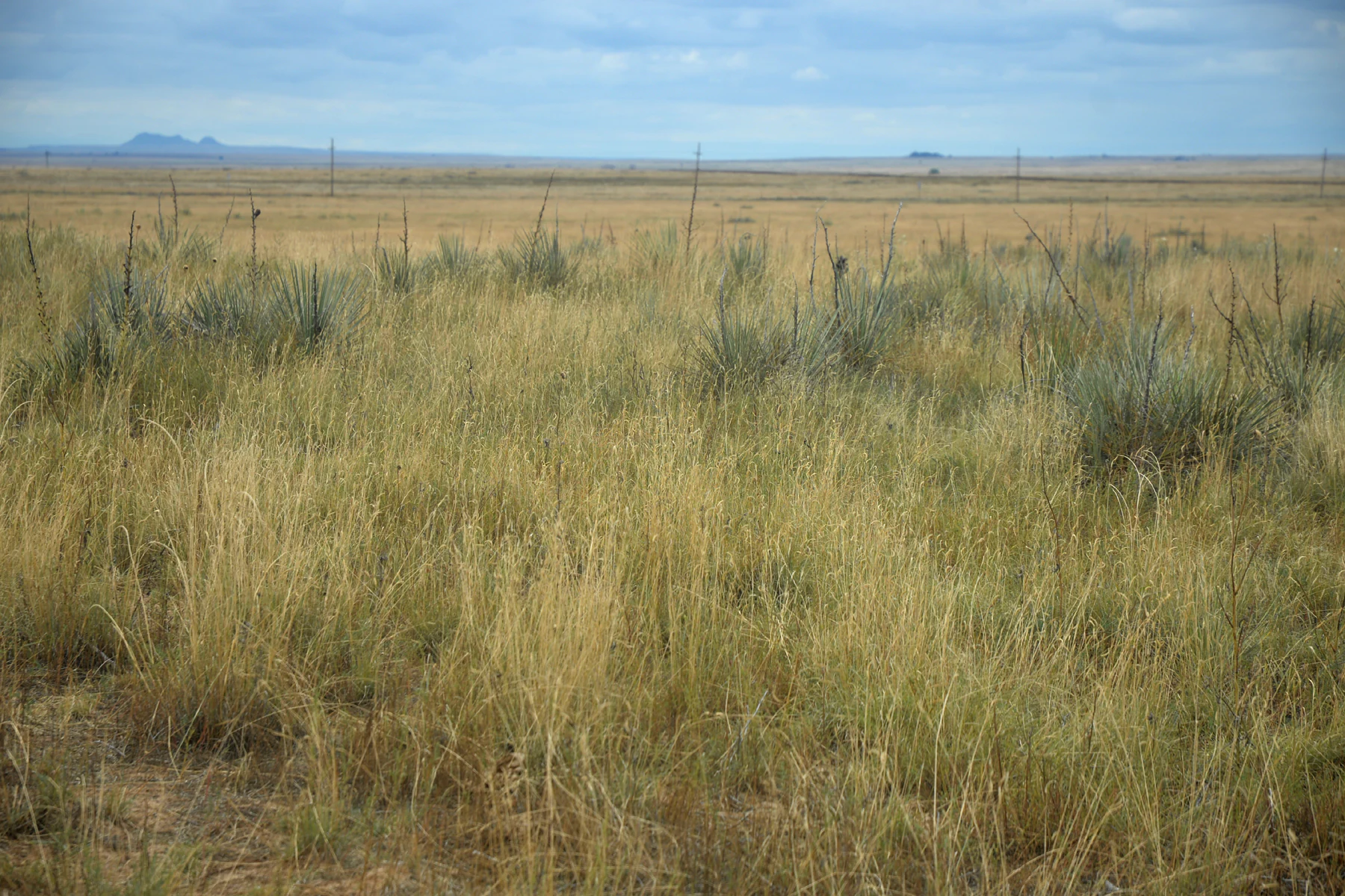 Rita Blanca National Grassland from West High Lonesome Lane