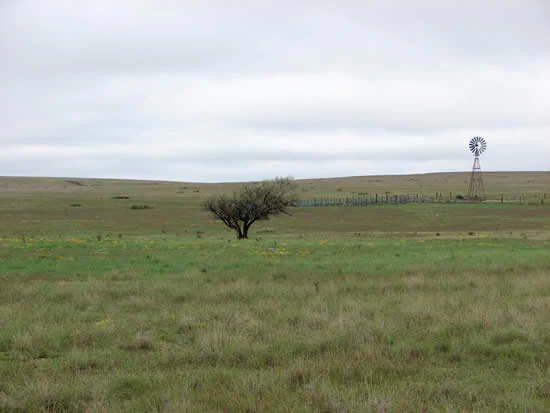 Hackberry tree in Rita Blanca National Grassland