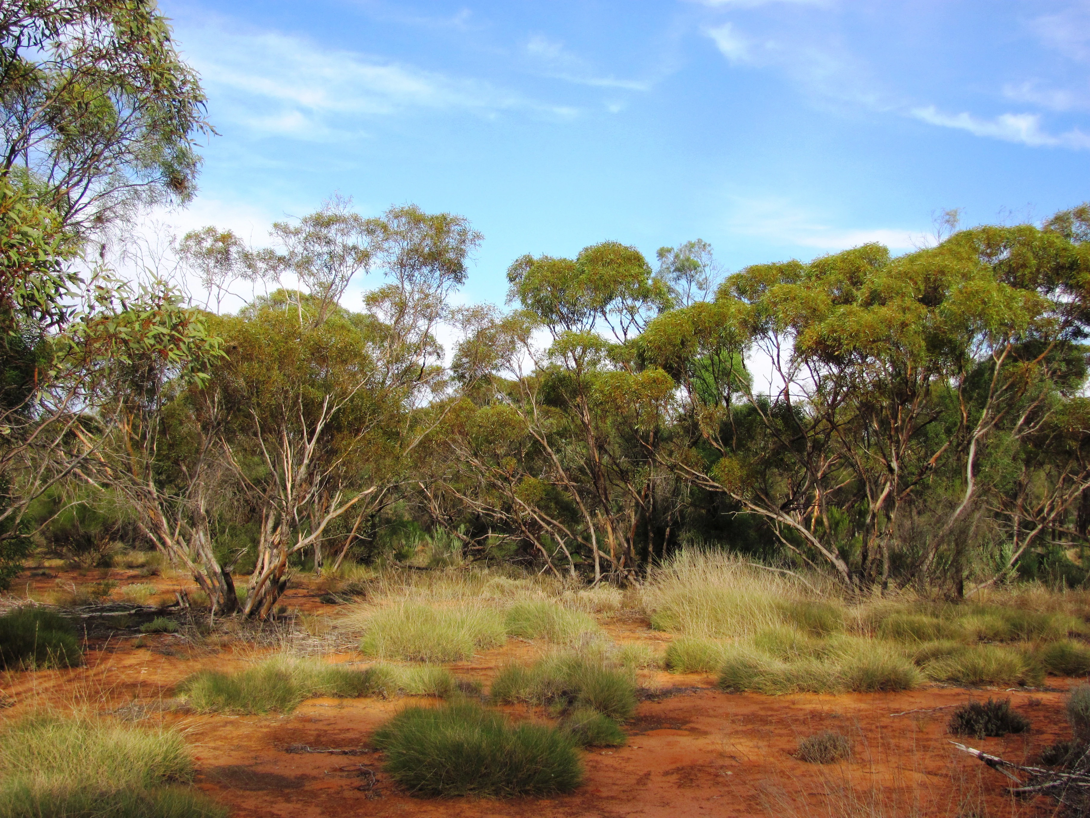 Una vista panorámica de un bosque de mallee con eucaliptos de múltiples troncos sobre suelo arenoso rojo y parches de arbustos secos bajo un cielo azul.