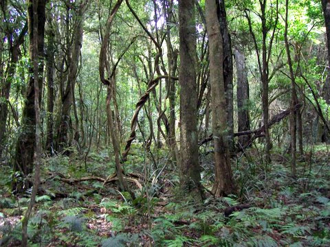 A view into the dense, green interior of a temperate rainforest, featuring tall tree trunks, twisting vines, and a lush ground cover of ferns.