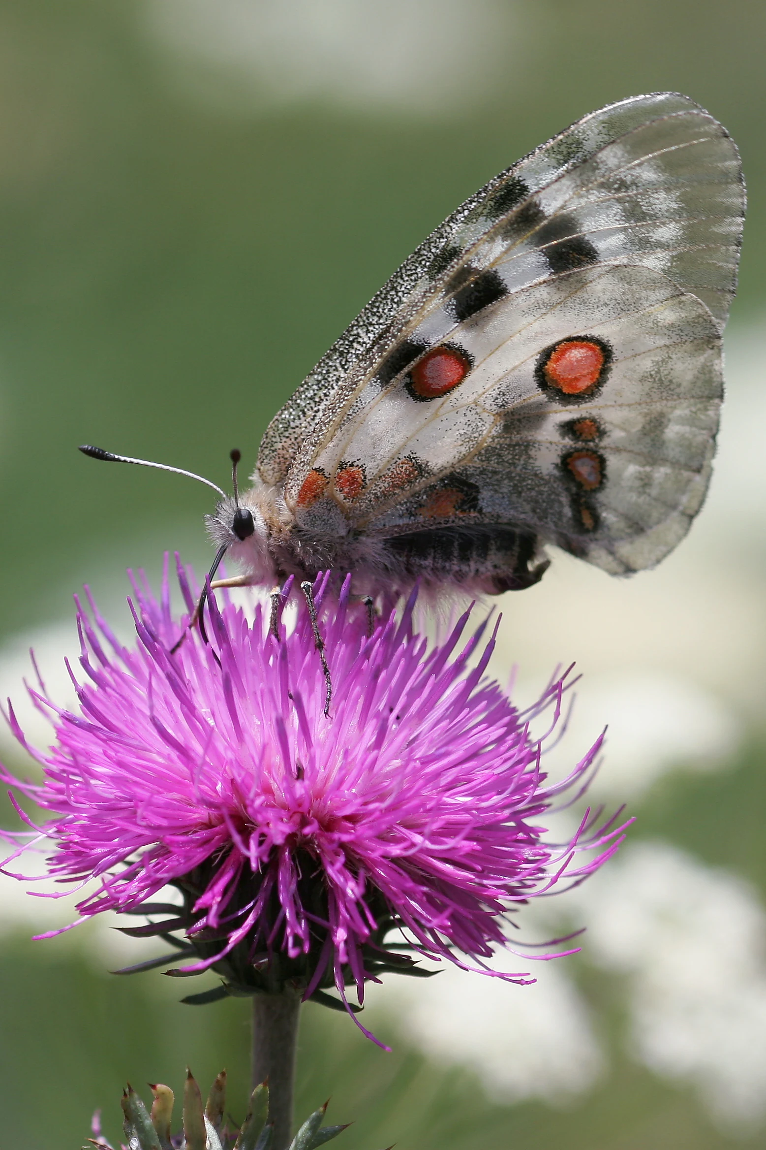 A close-up shot of an Apollo butterfly with translucent, spotted wings perched on a vibrant purple, spiky flower.