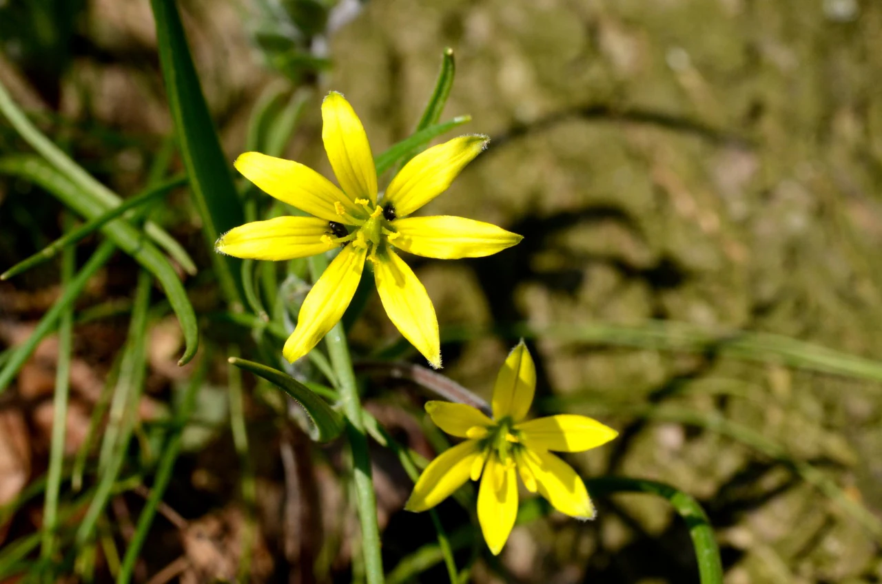 Two yellow star-shaped flowers with bright petals and green stems captured in a macro shot.