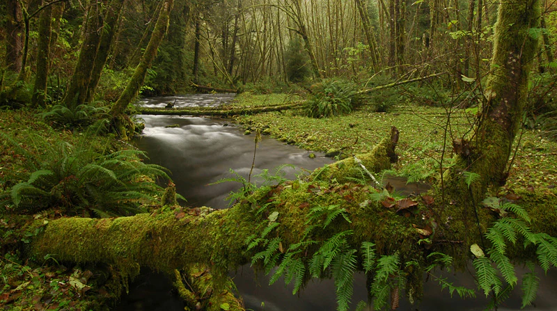 A small stream with motion-blurred water flows through a temperate rainforest, with moss-covered logs and lush ferns in the foreground.