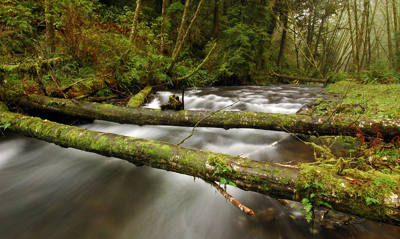 A long exposure photograph of a forest stream flowing past two fallen moss-covered logs.