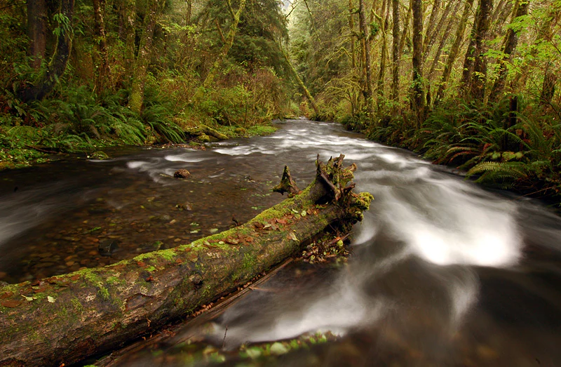 A long exposure photograph of a small forest stream flowing past a large mossy log, surrounded by dense green ferns and tall coniferous trees.