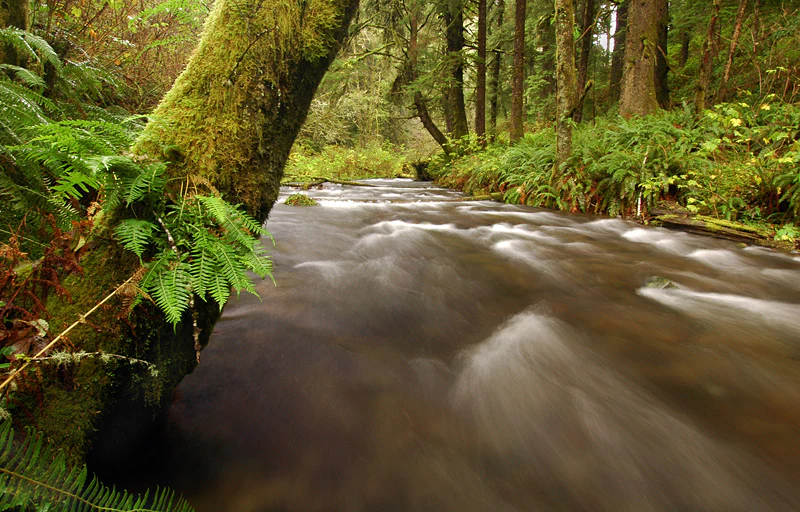 A long exposure photograph of a small stream flowing through a lush, mossy rainforest.
