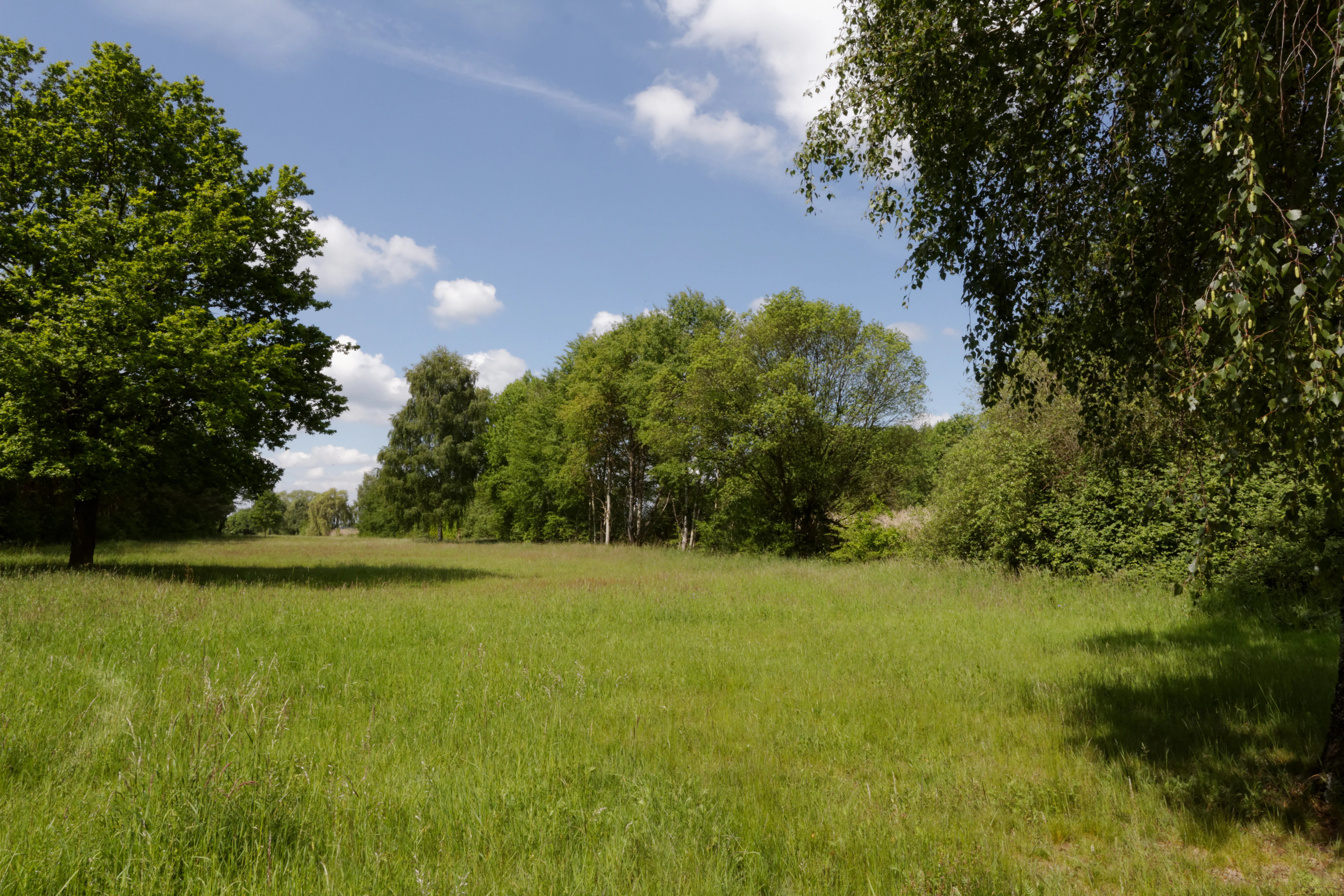 A sunny, open green meadow surrounded by deciduous trees under a blue sky with light clouds.