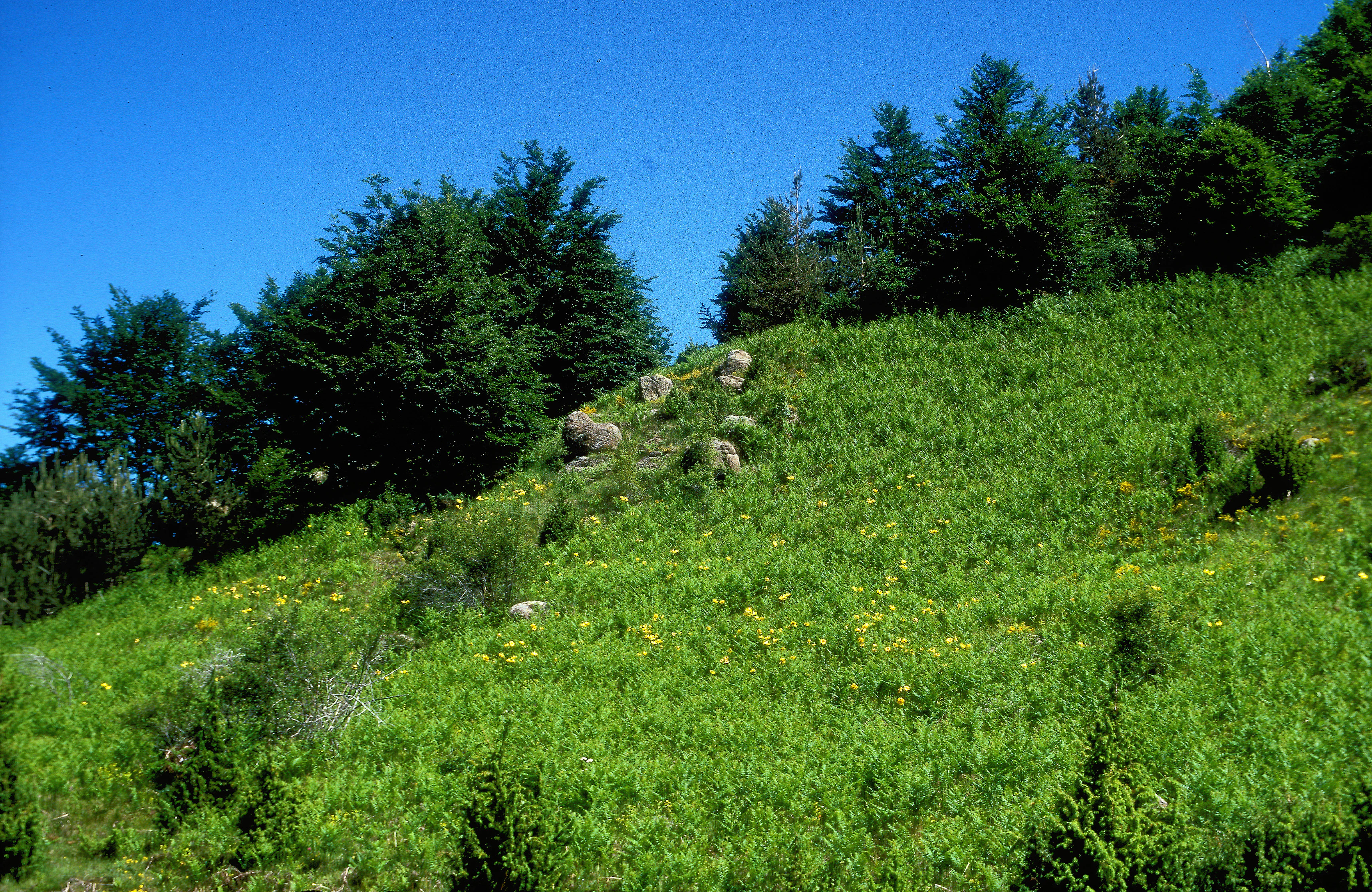 Grassy hillside with scattered rocks, trees, and yellow wildflowers under a clear blue sky