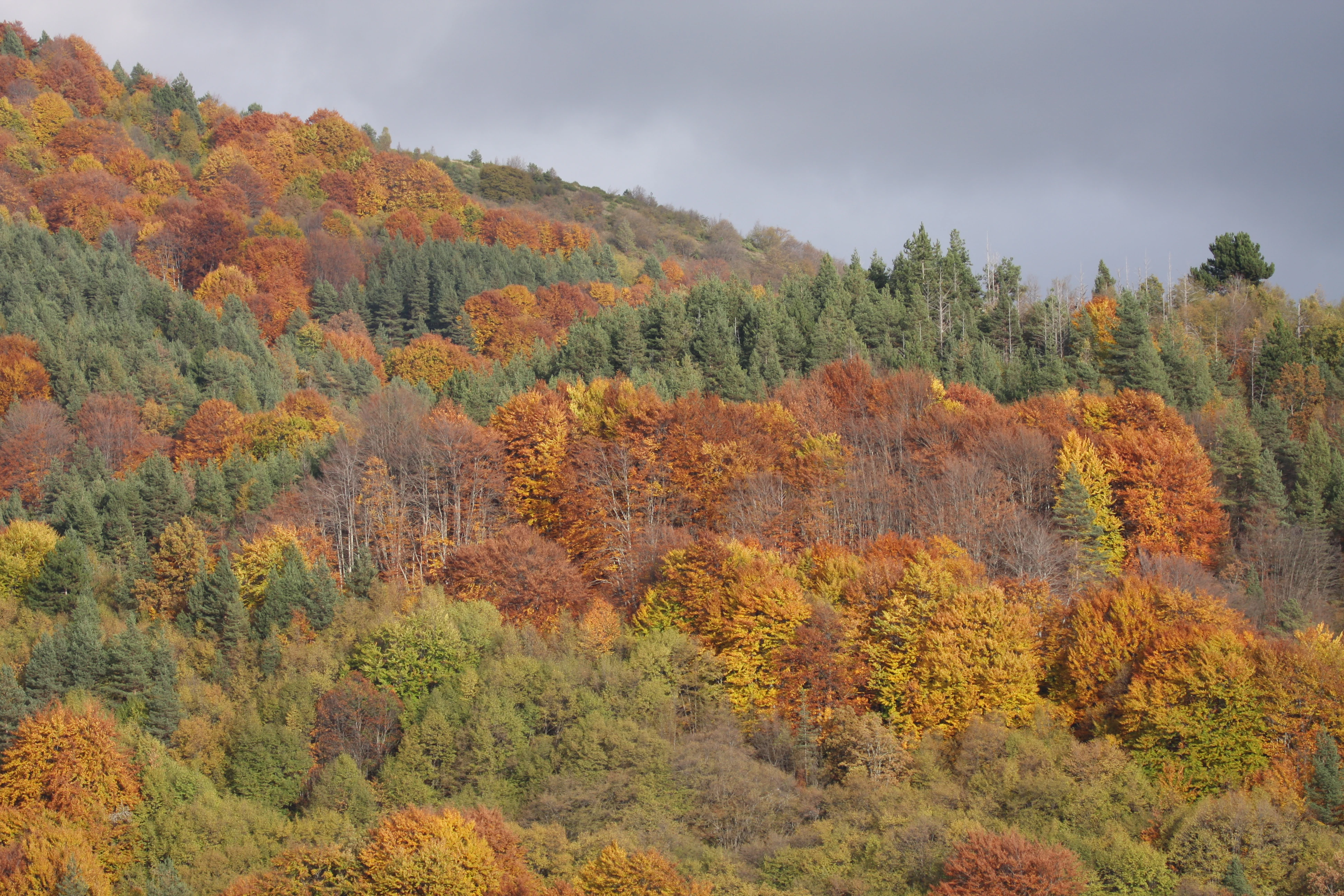 A mountain slope covered in dense forest with autumn foliage in shades of orange, red, and green under a cloudy sky