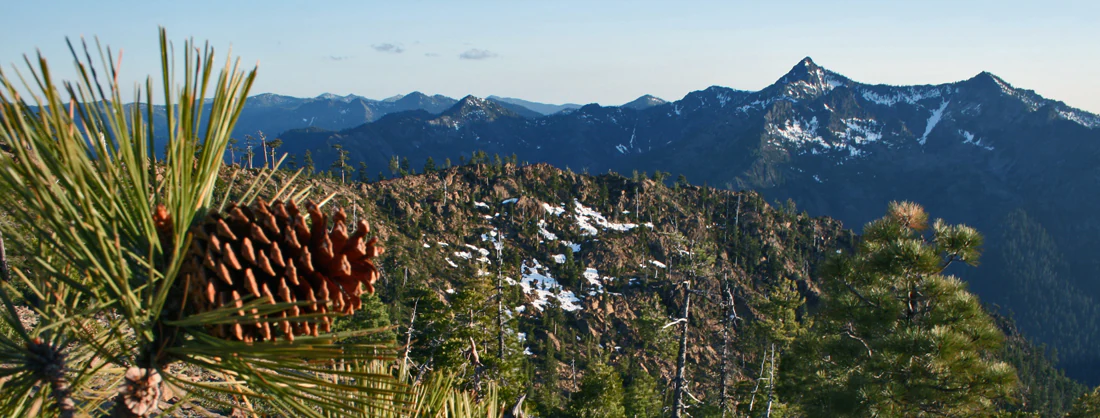 Close-up of a pine cone on a branch in the foreground, with an expansive mountain range featuring rocky slopes and patches of snow visible in the distance under a clear sky.