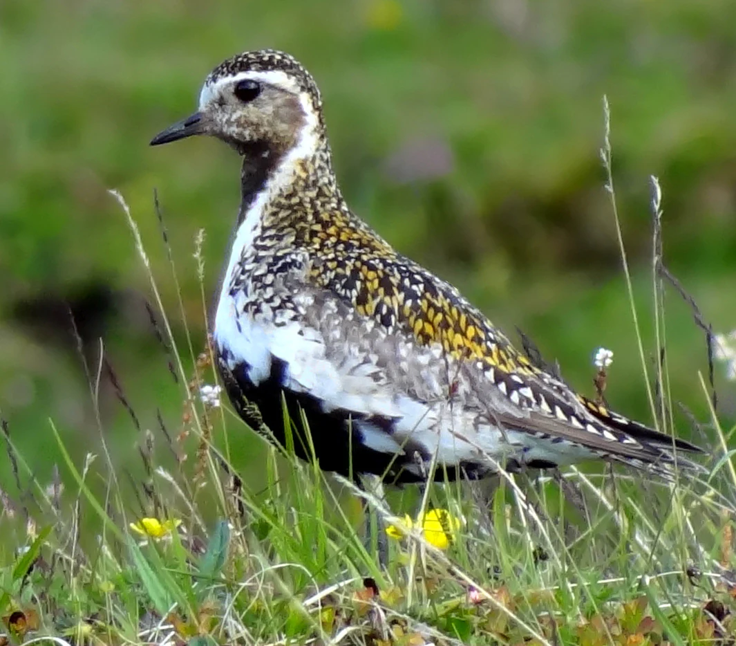 A Eurasian Golden Plover bird with speckled brown, white, and black plumage standing in grass and wildflowers