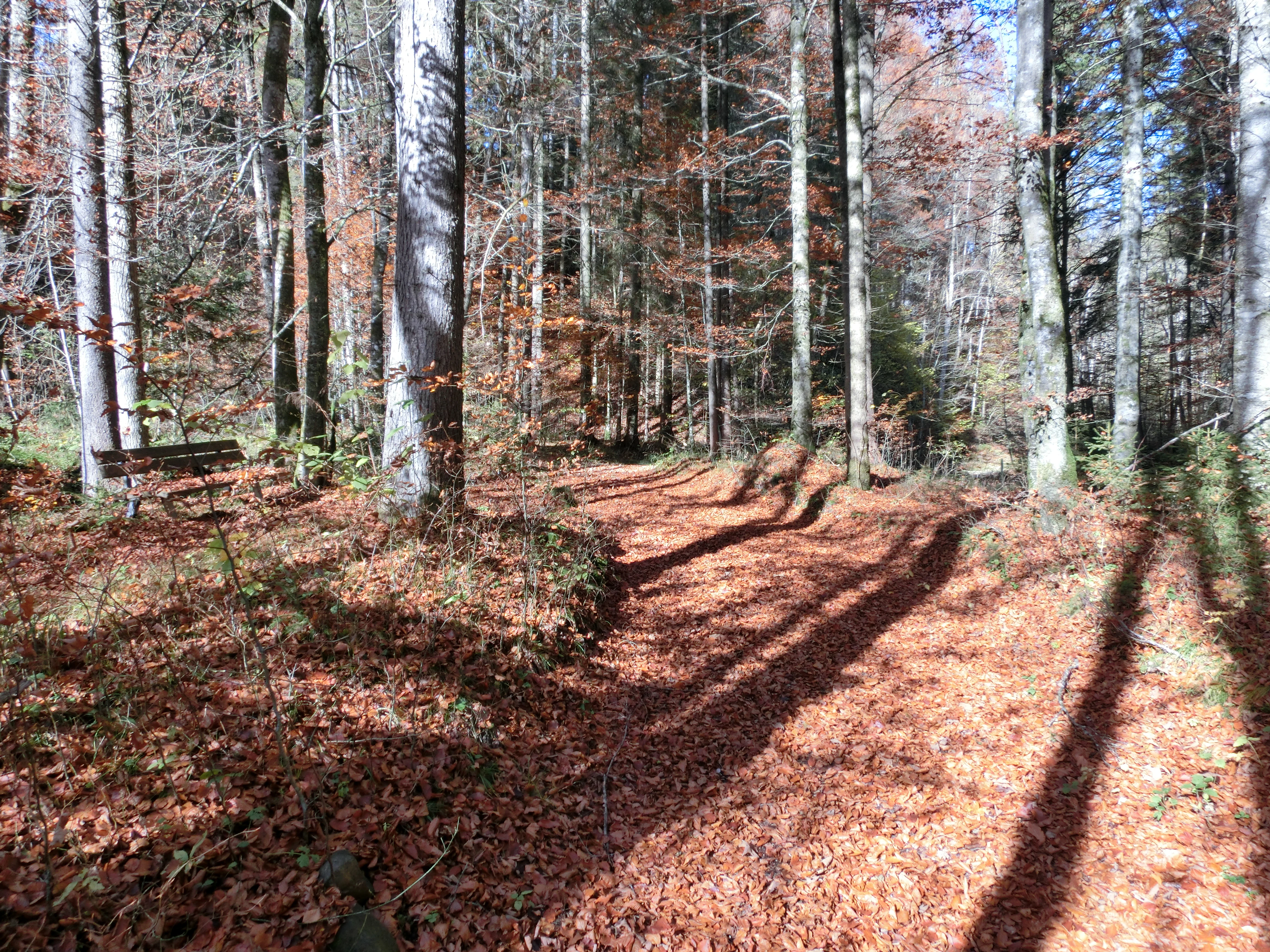A dirt forest path covered with fallen autumn leaves winds through a dense stand of trees with long shadows casting across the ground.