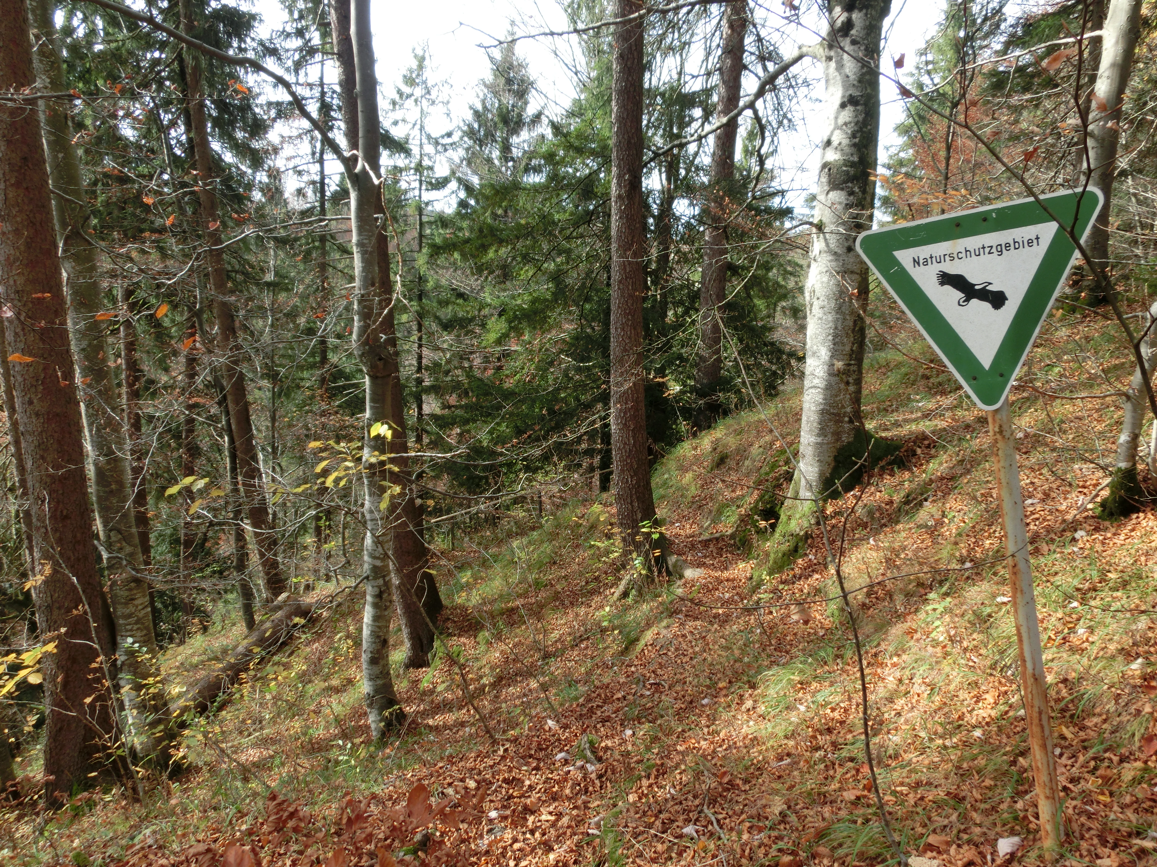 A green triangular nature reserve sign mounted on a post in a forest, with German text and a black eagle silhouette, set against a background of deciduous and coniferous trees on a slope covered in fallen leaves.
