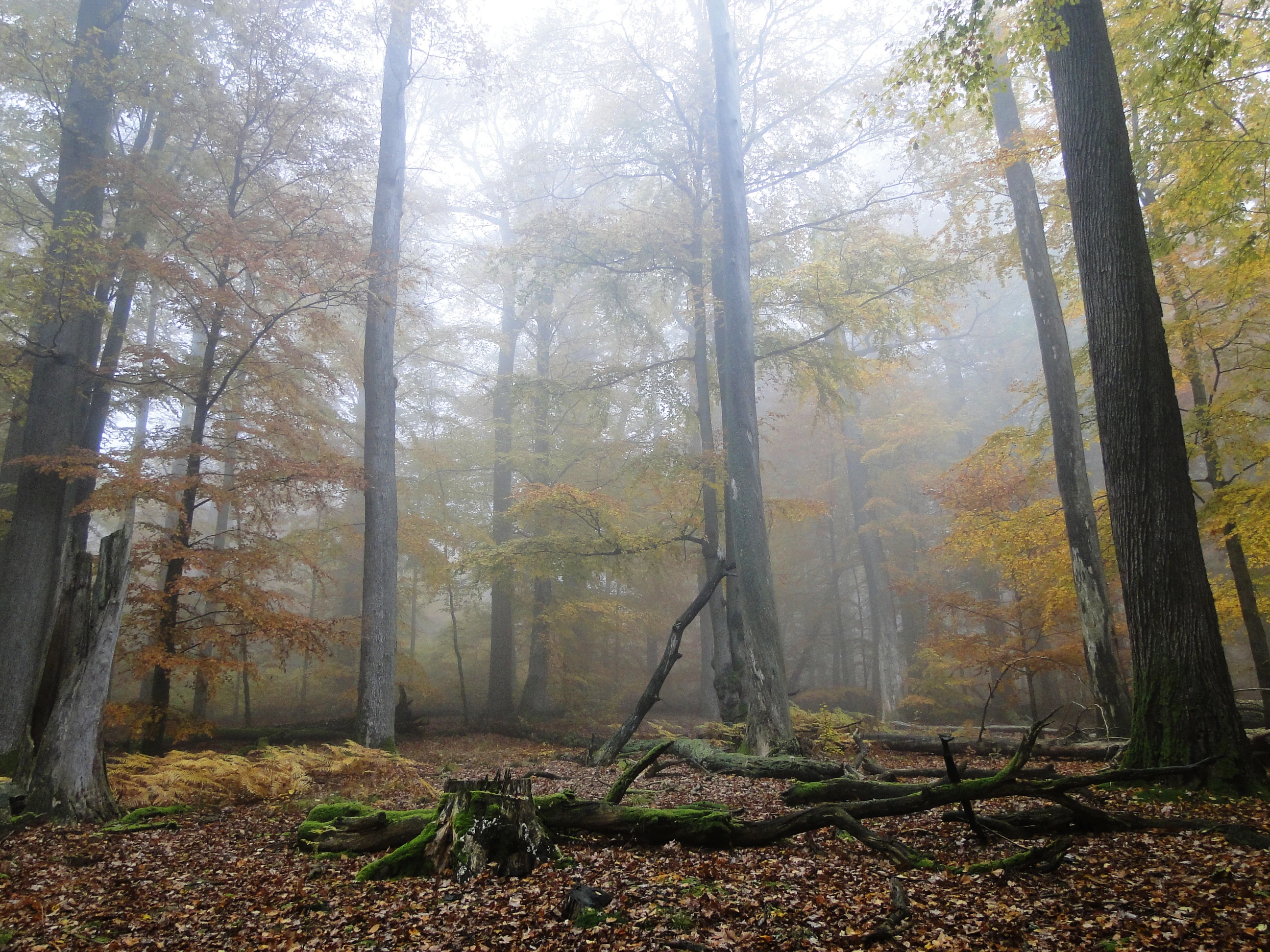 A thick, foggy forest with tall, mature trees and golden autumn foliage on the ground and branches.