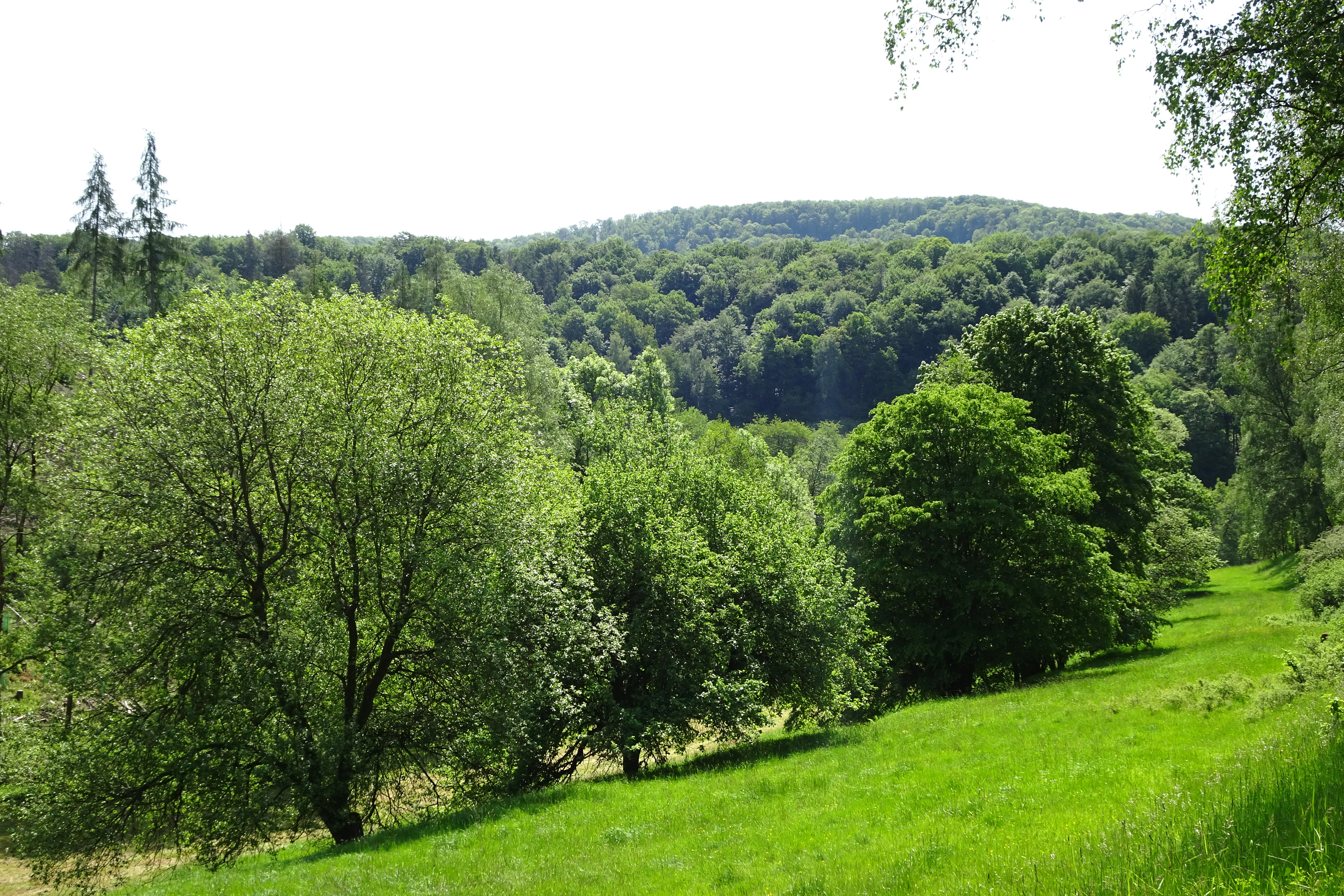 A wide view of a vibrant green meadow and deciduous forest covering a sloping hillside under a bright sky.