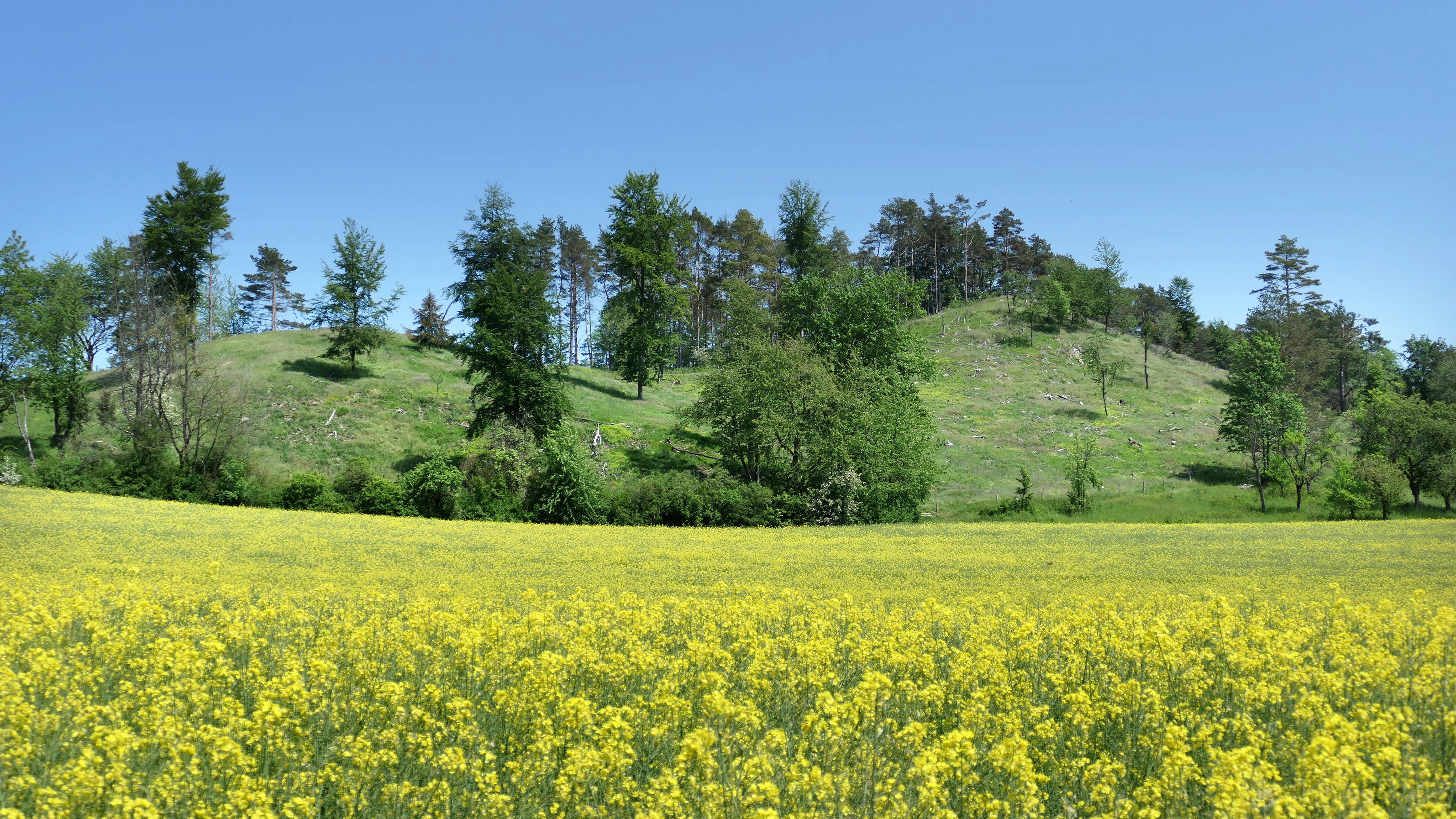 A wide landscape view of a yellow rapeseed field in front of a grassy, wooded hill under a clear blue sky.