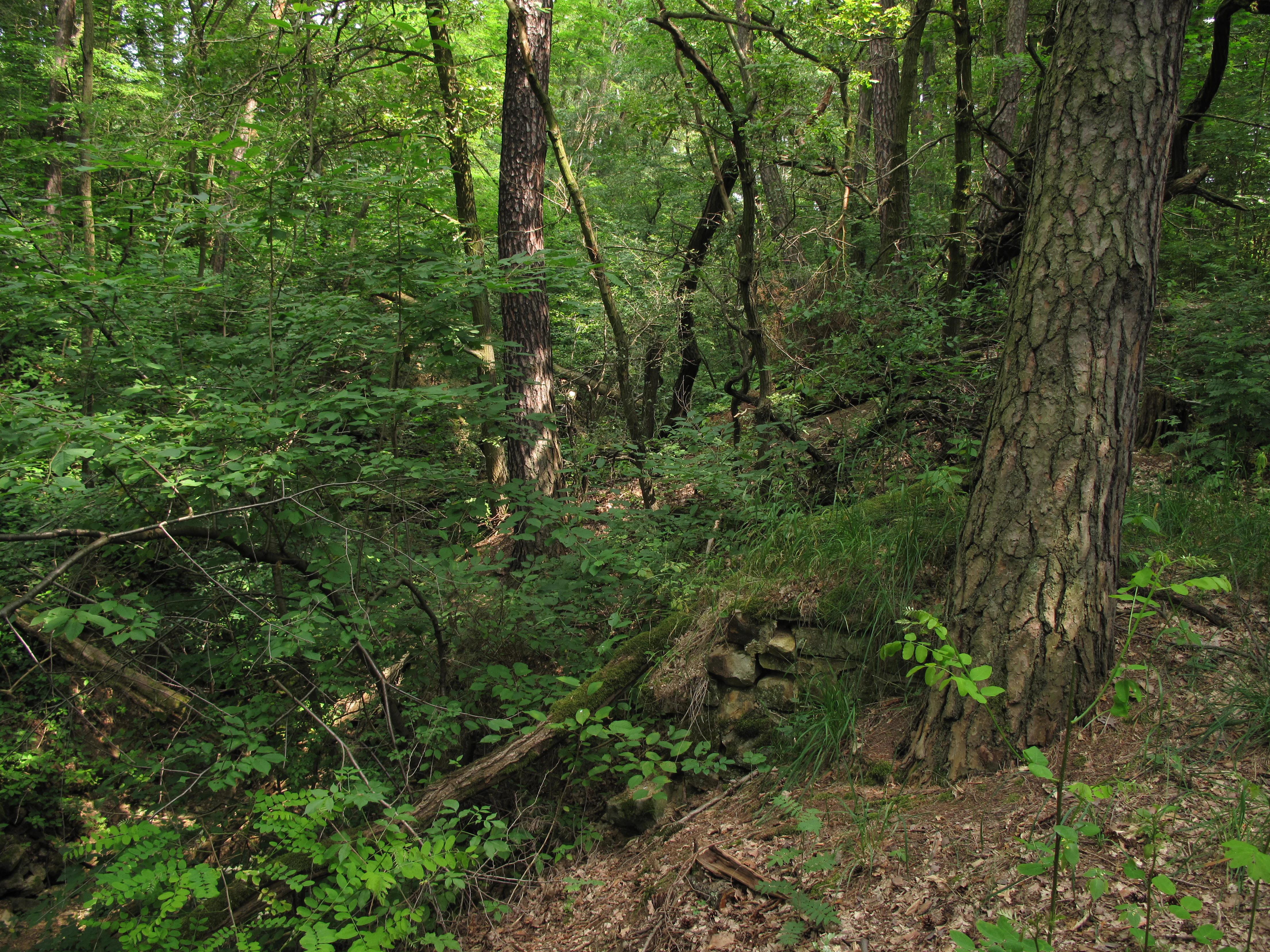 A dense, green forest landscape featuring a small ravine with mossy ground and mature trees.