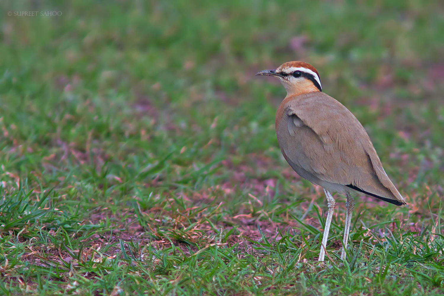 An Indian courser bird with tan plumage and a distinctive white and black stripe across its head, standing on low green grass.