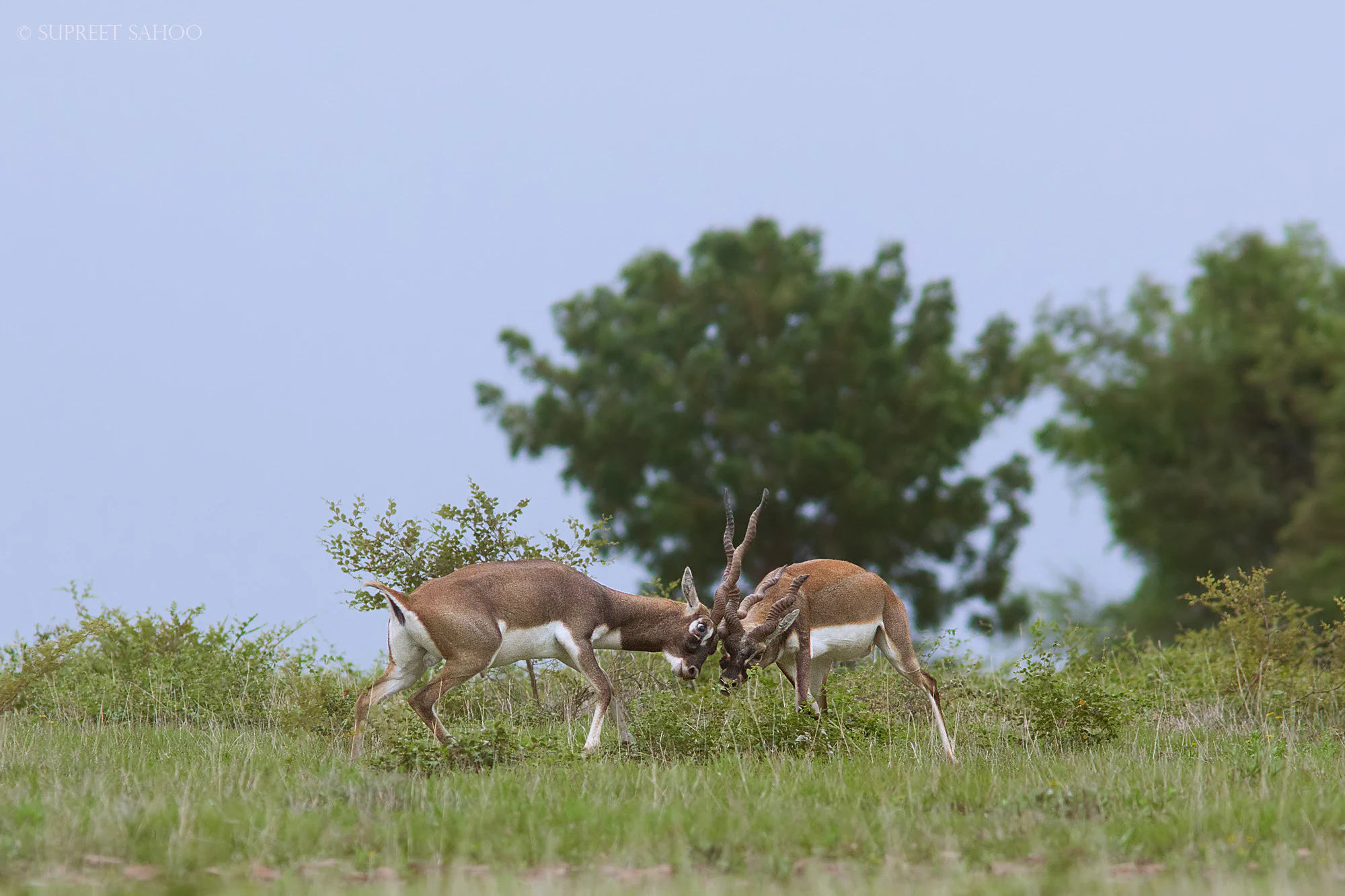 Two male blackbucks with spiraled horns sparring in a green, grassy field with a large tree in the background.