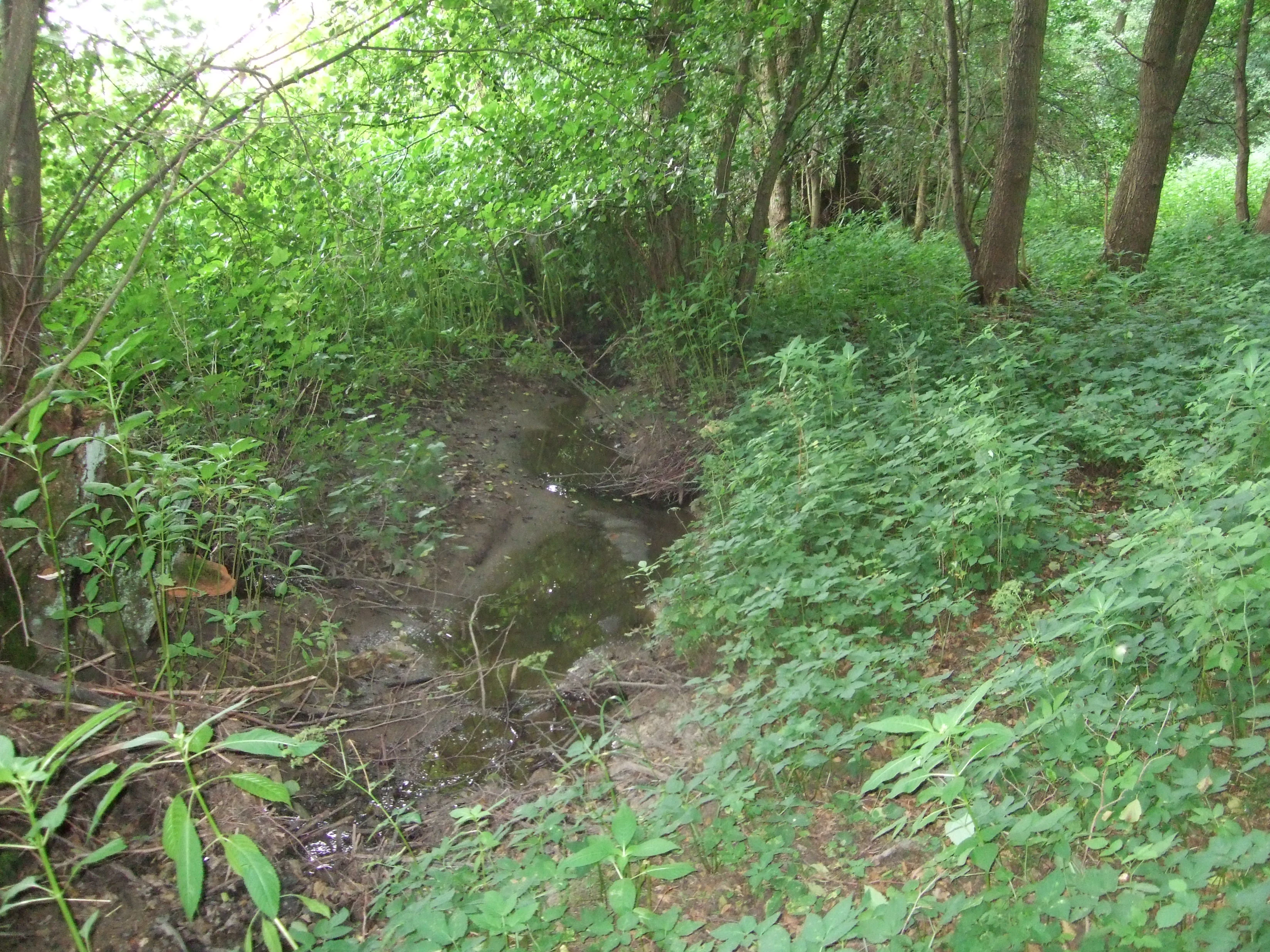 A narrow stream flowing through a dense, green forest with lush vegetation along the banks.