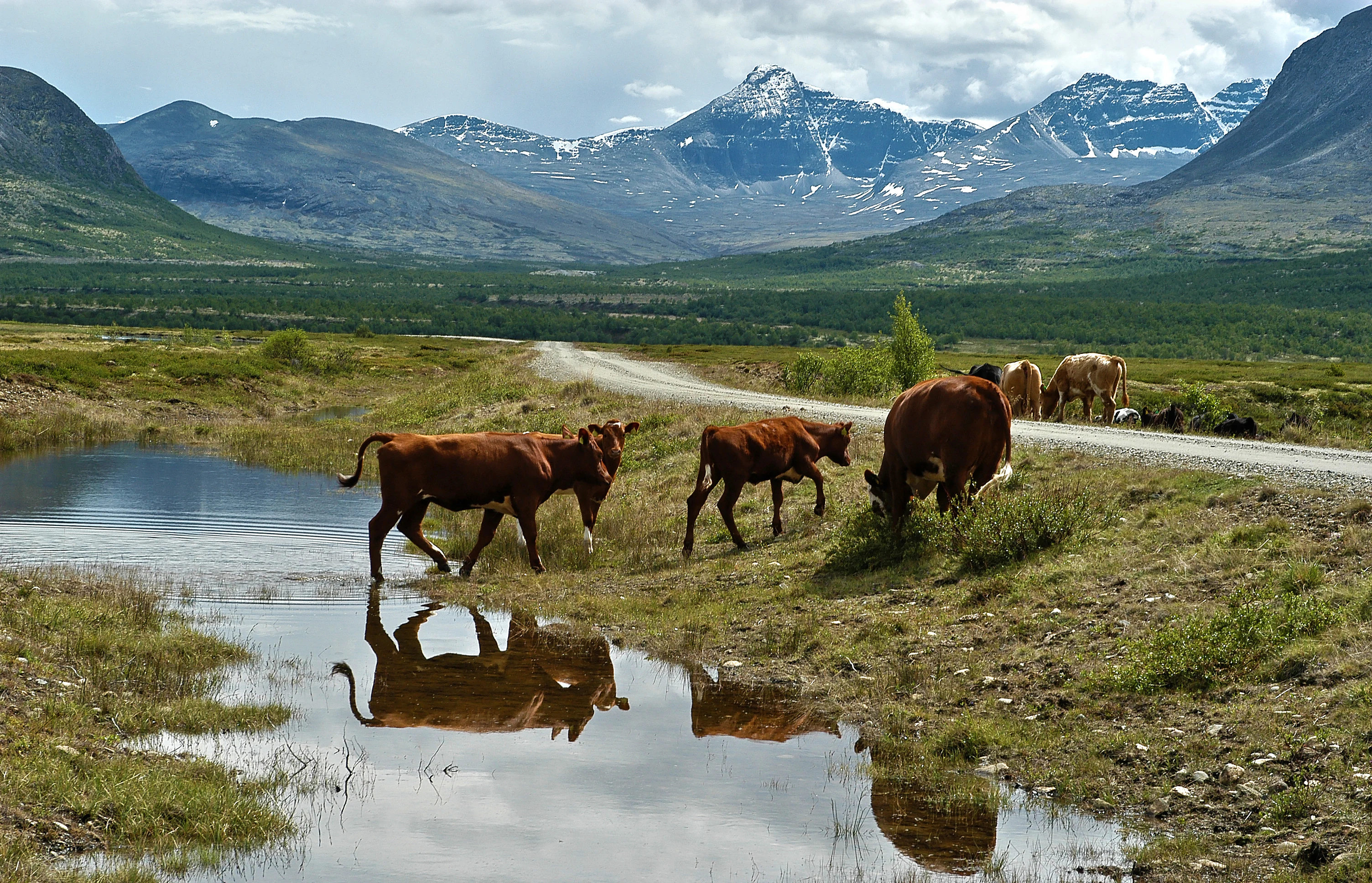 Brown cattle walking through a shallow stream in a grassy valley with mountain peaks in the background
