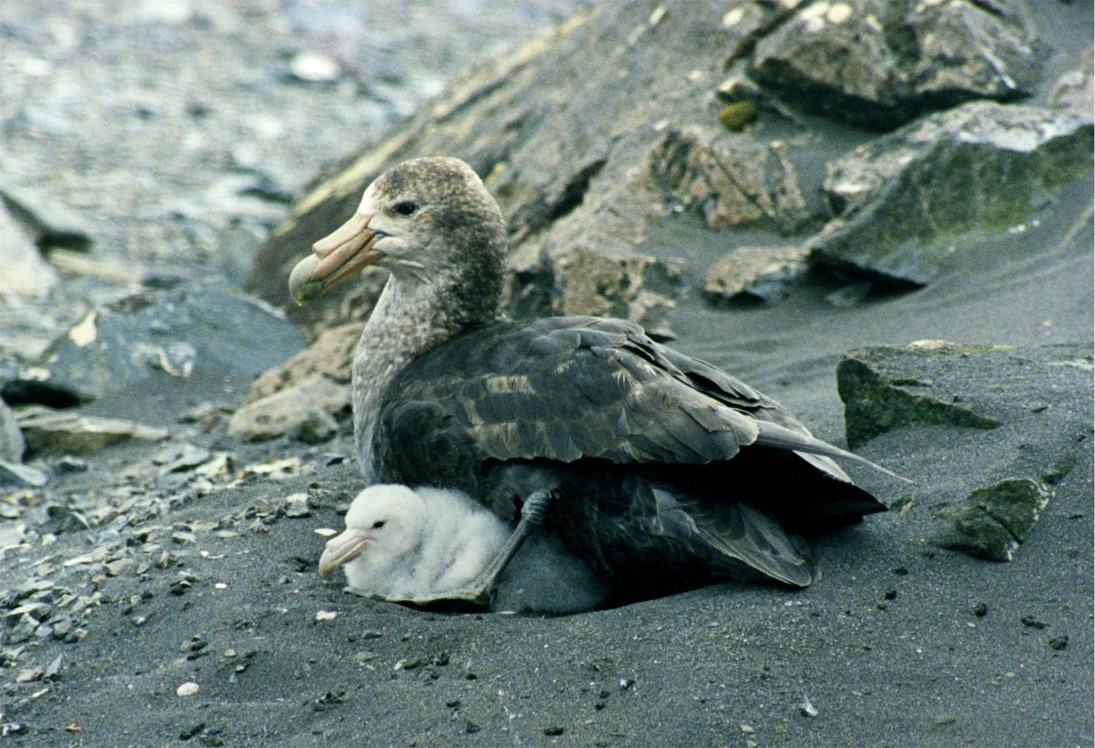 A large greyish-brown adult southern giant petrel sitting on dark, rocky ground with a small, fluffy white chick tucked beside it.
