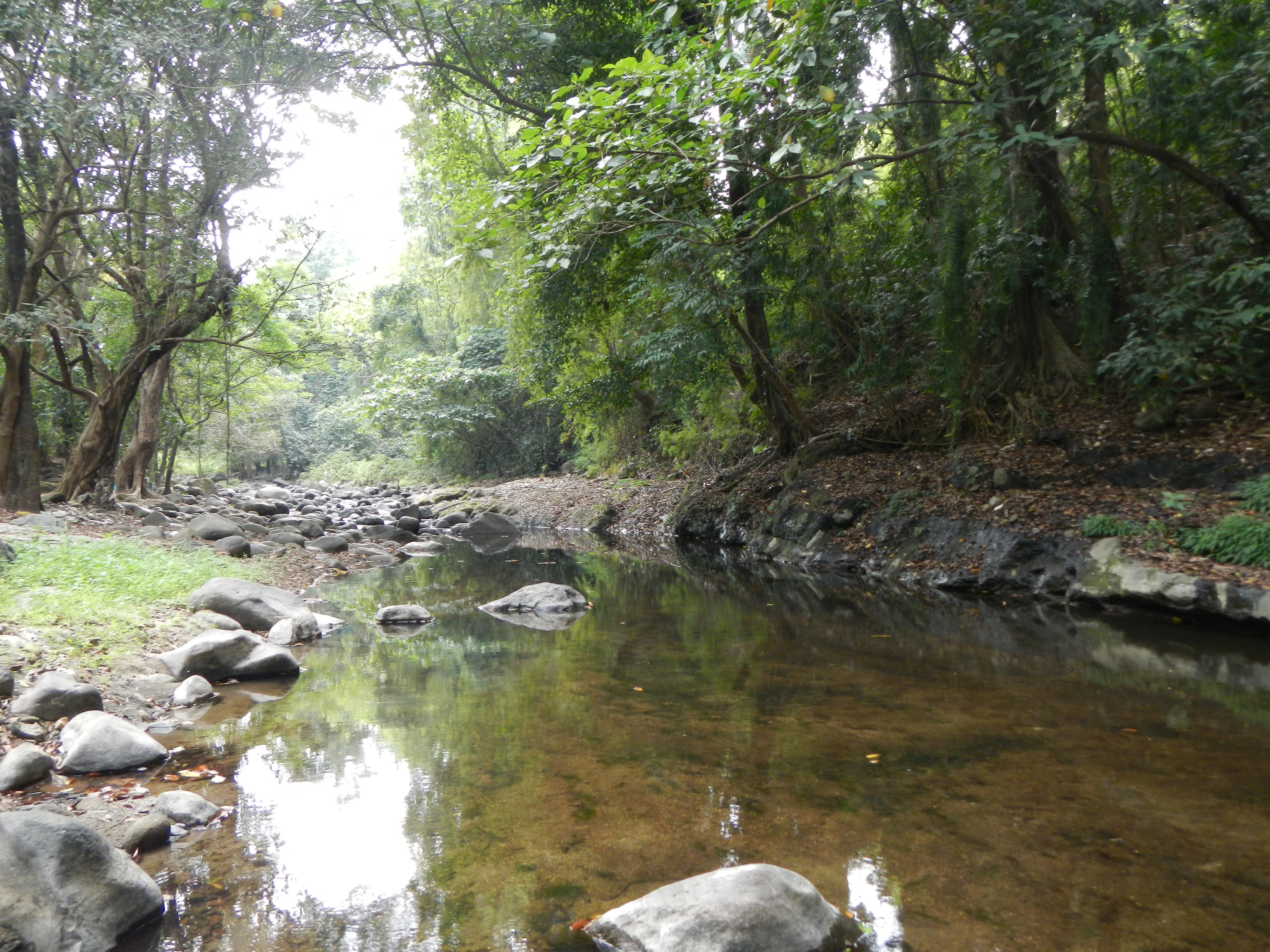 A shallow stream with dark water and smooth rocks flowing through a dense forest area in Roosevelt Protected Landscape.