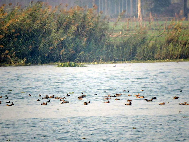 A wide shot of a river surface with a large flock of small dark ducks swimming; dense green reeds and vegetation line the bank in the background.