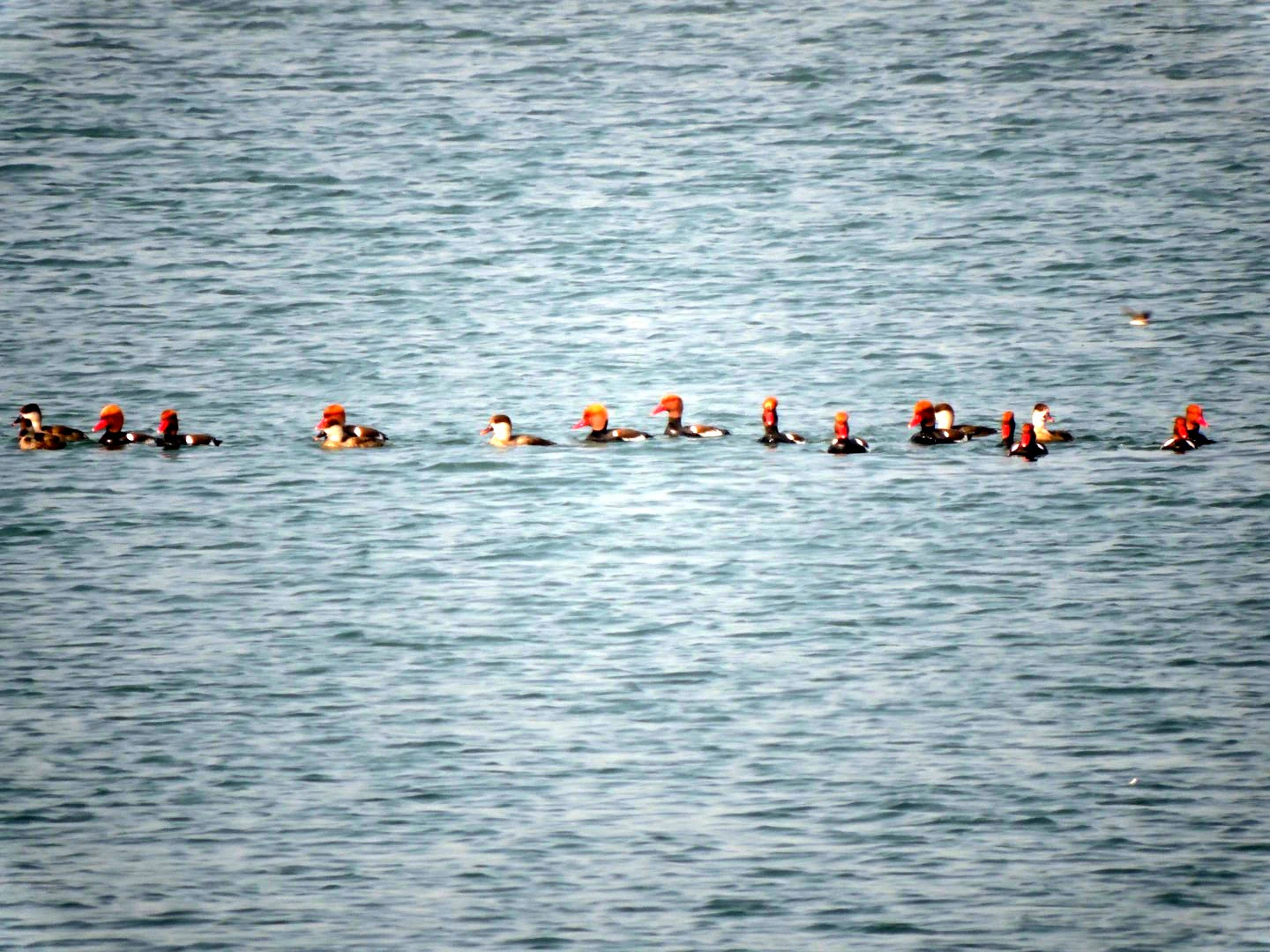 A group of ducks with distinctive reddish heads swimming in a line across open water.