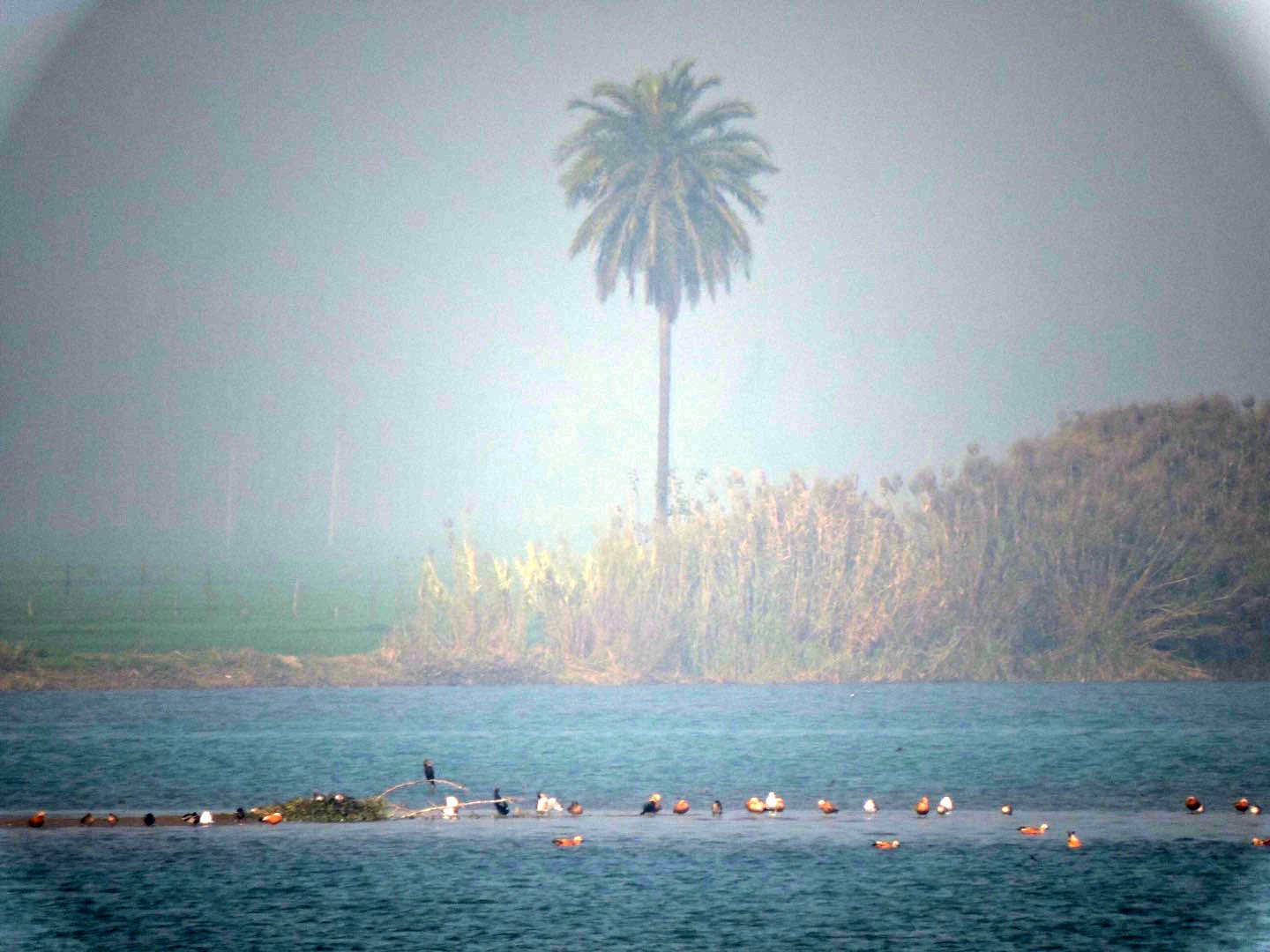 A wide shot of a river scene during a foggy day, with a small flock of birds gathered on a sandy island in the middle ground and a single tall palm tree standing on the bank.