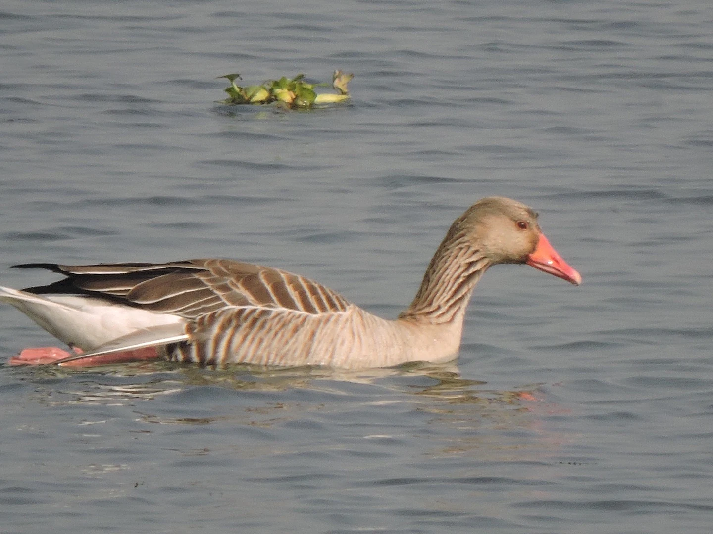 A brown and white goose with a bright orange beak swims across the calm surface of a wetland.