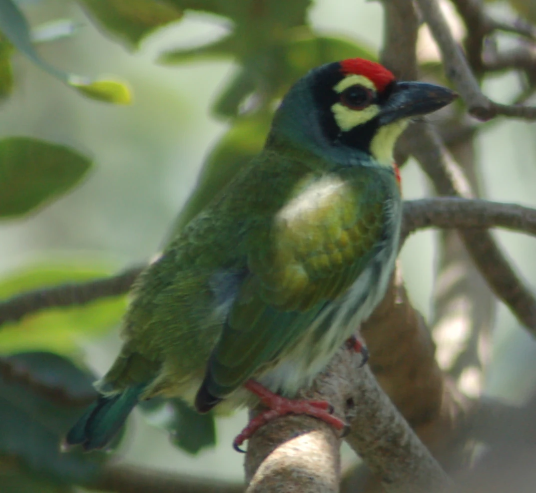 A small bird with green plumage, a red forehead patch, and yellow facial markings perched on a brown tree branch.