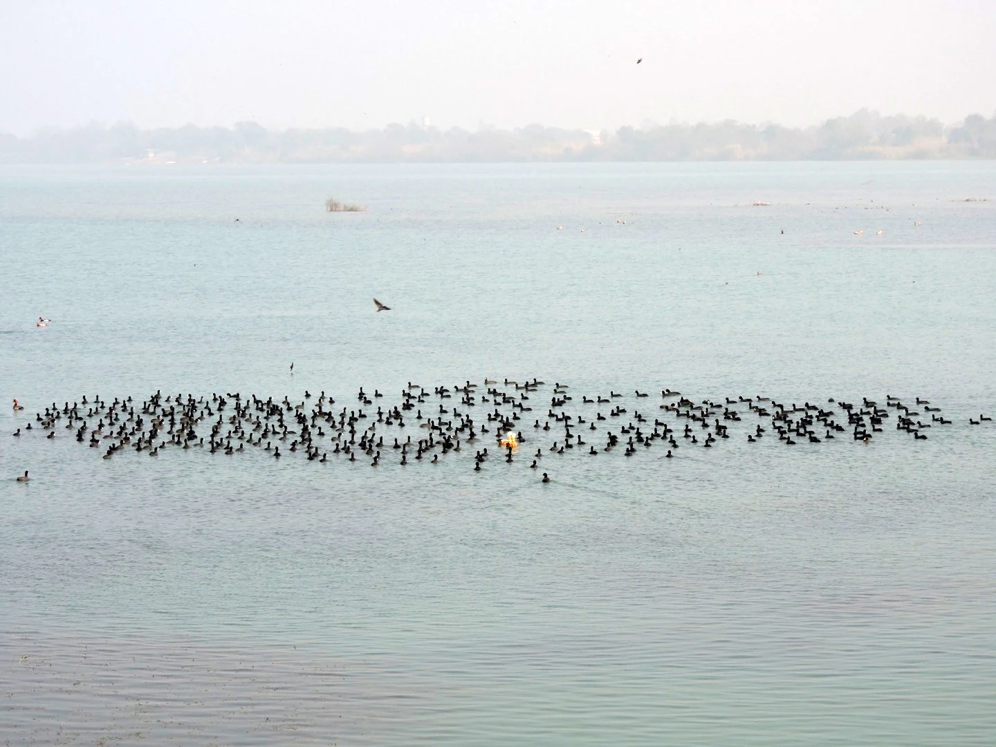 A wide shot showing a large, dense flock of black birds swimming in a calm, light blue lake, with a hazy shoreline in the distance.