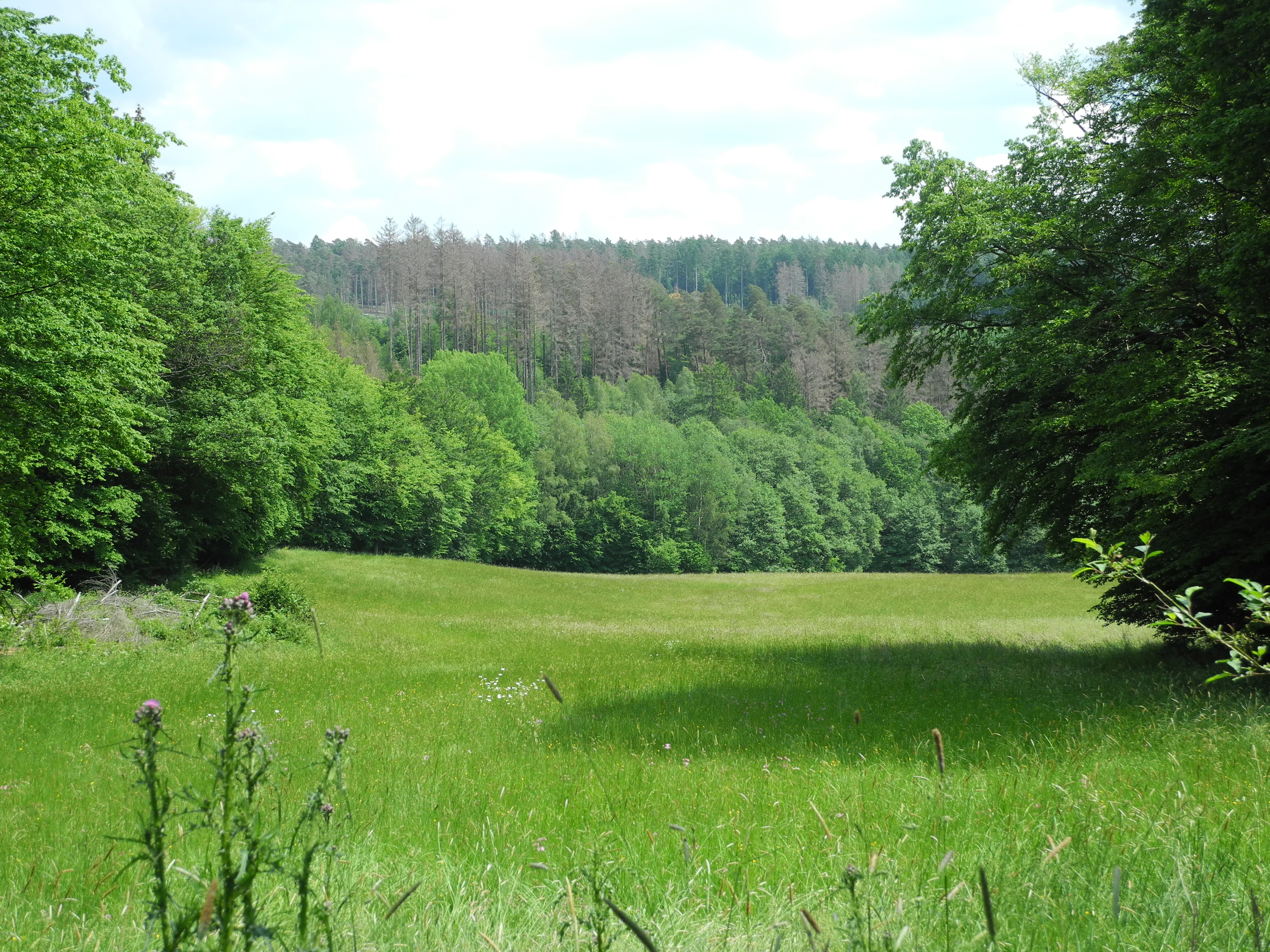 A wide view of a vibrant green meadow framed by dense deciduous trees, with a forested hillside in the background.
