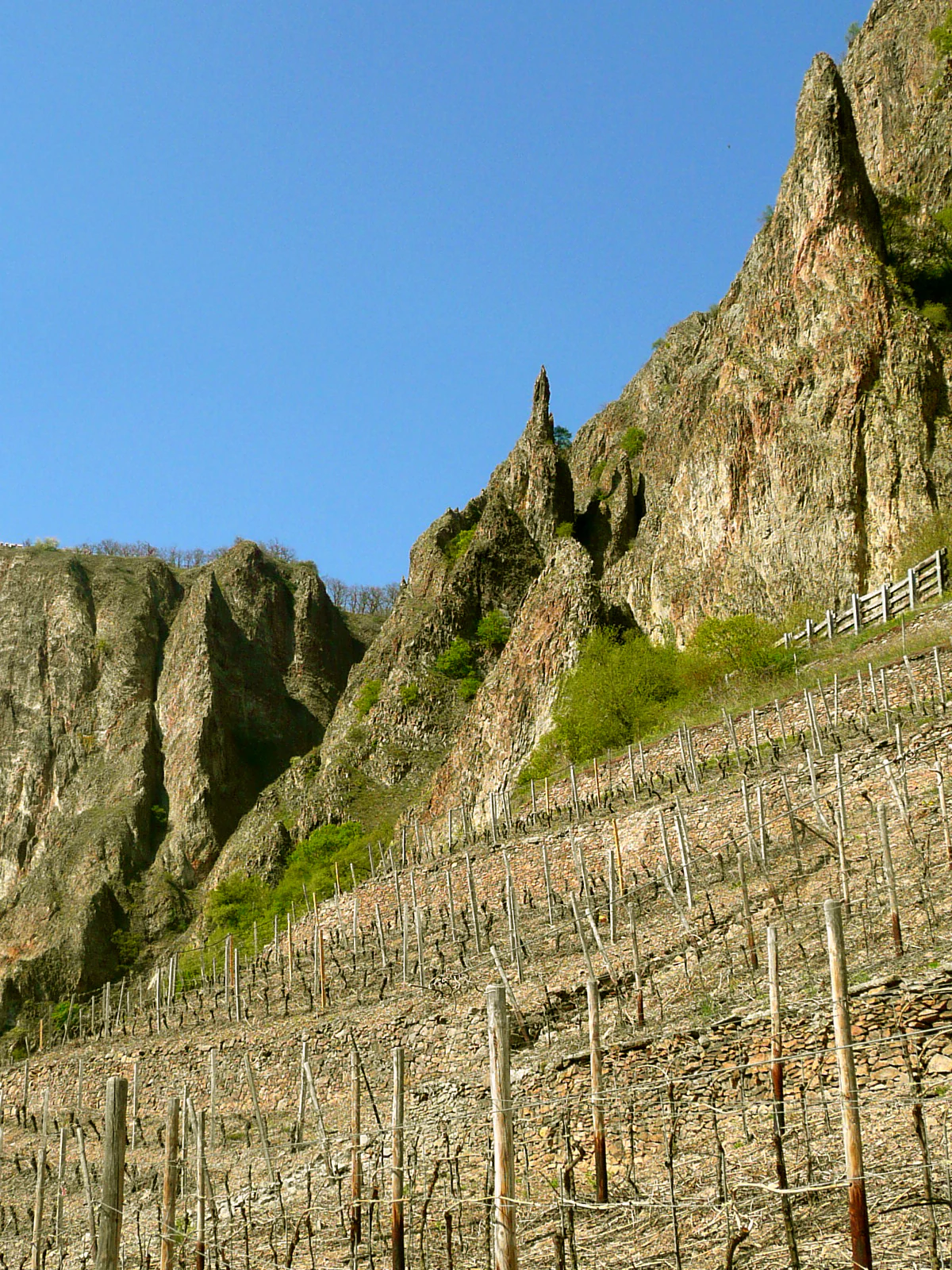 A towering, vertical rocky cliff face rises above a terraced vineyard with dormant grapevines and wooden trellises under a clear blue sky.