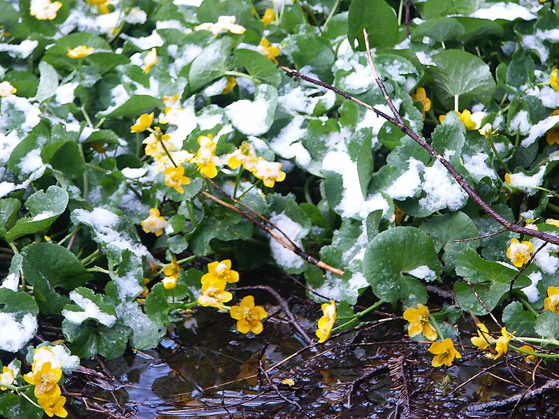 Bright yellow marsh marigold flowers and large green leaves partially covered by patches of fresh snow, situated near dark standing water.
