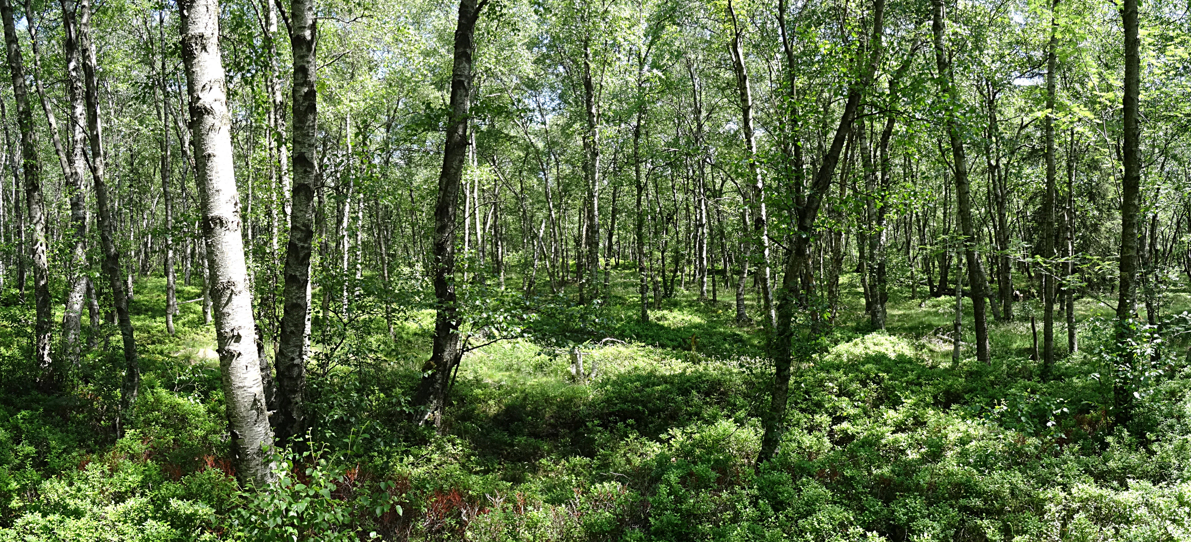 A thick forest scene dominated by birch trees with white bark and lush green undergrowth on the forest floor.