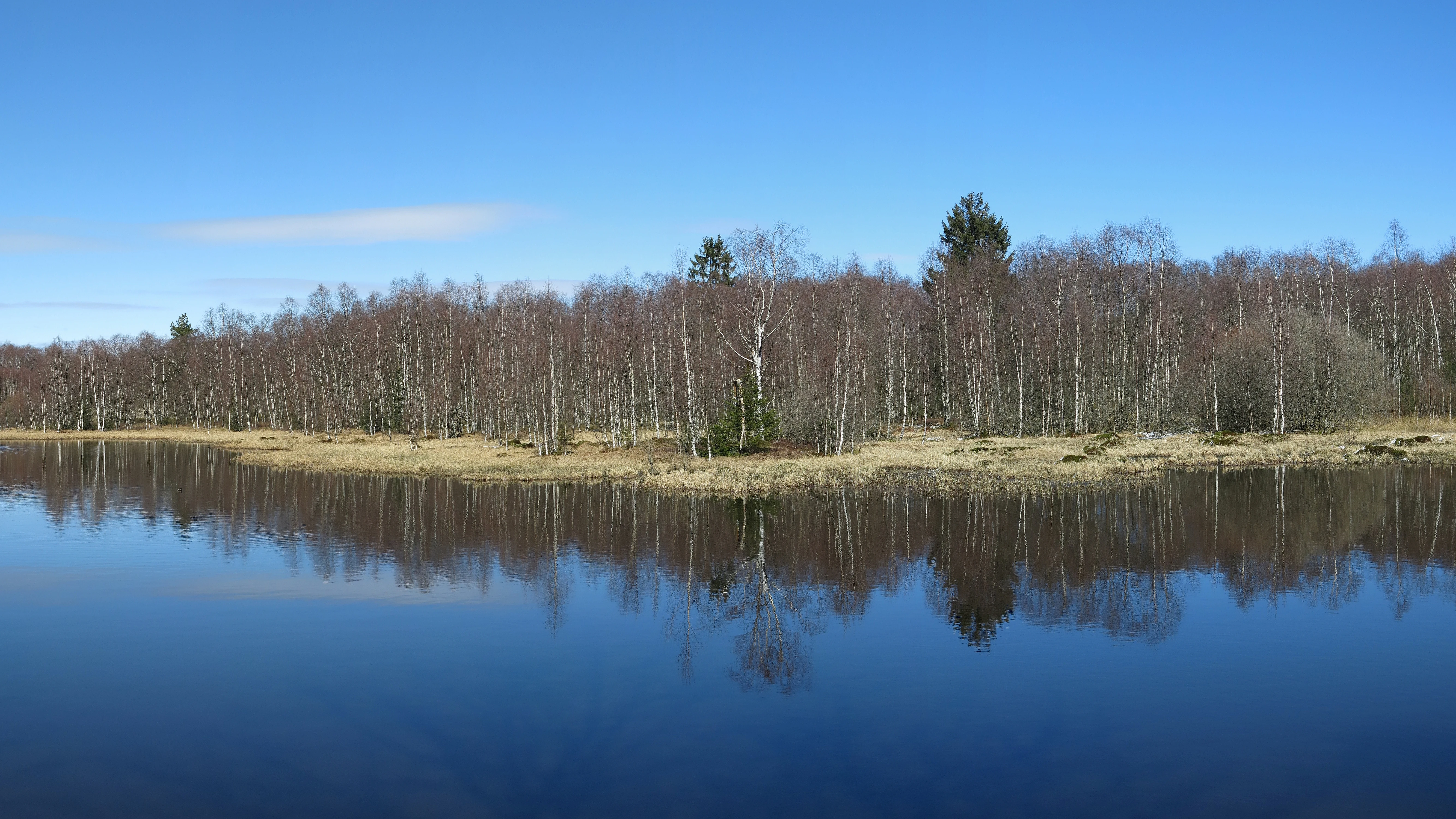 A calm, dark-water pond in a moorland setting, reflecting a line of leafless birch trees and a clear blue sky.