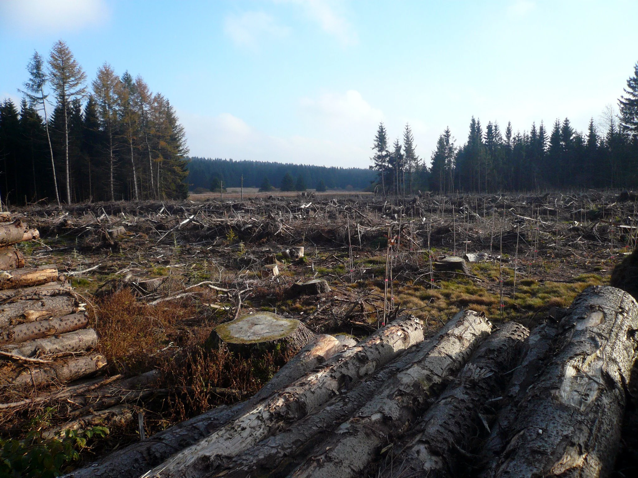 A landscape view of a clearing in Rotes Moor showing fallen trees, logs piled in the foreground, and standing forest in the distance under a blue sky.