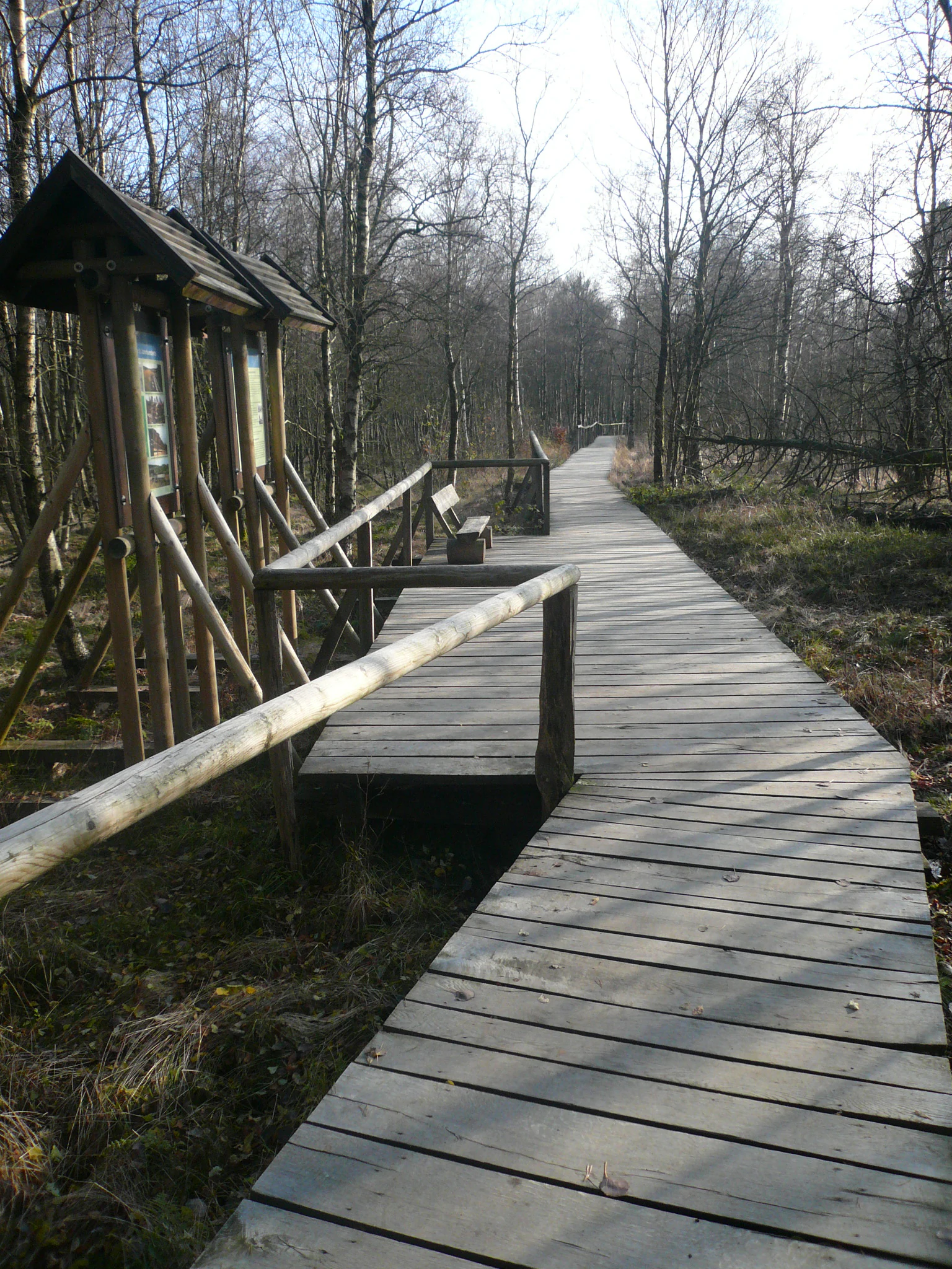 A wooden boardwalk path winds through a boggy forest with bare trees in early spring.