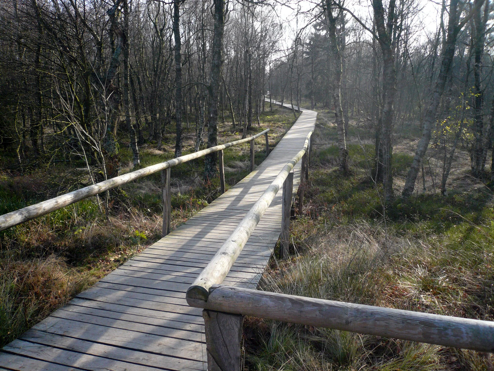 A wooden boardwalk with railings extends into a sparse forest of thin trees in a marshy environment.