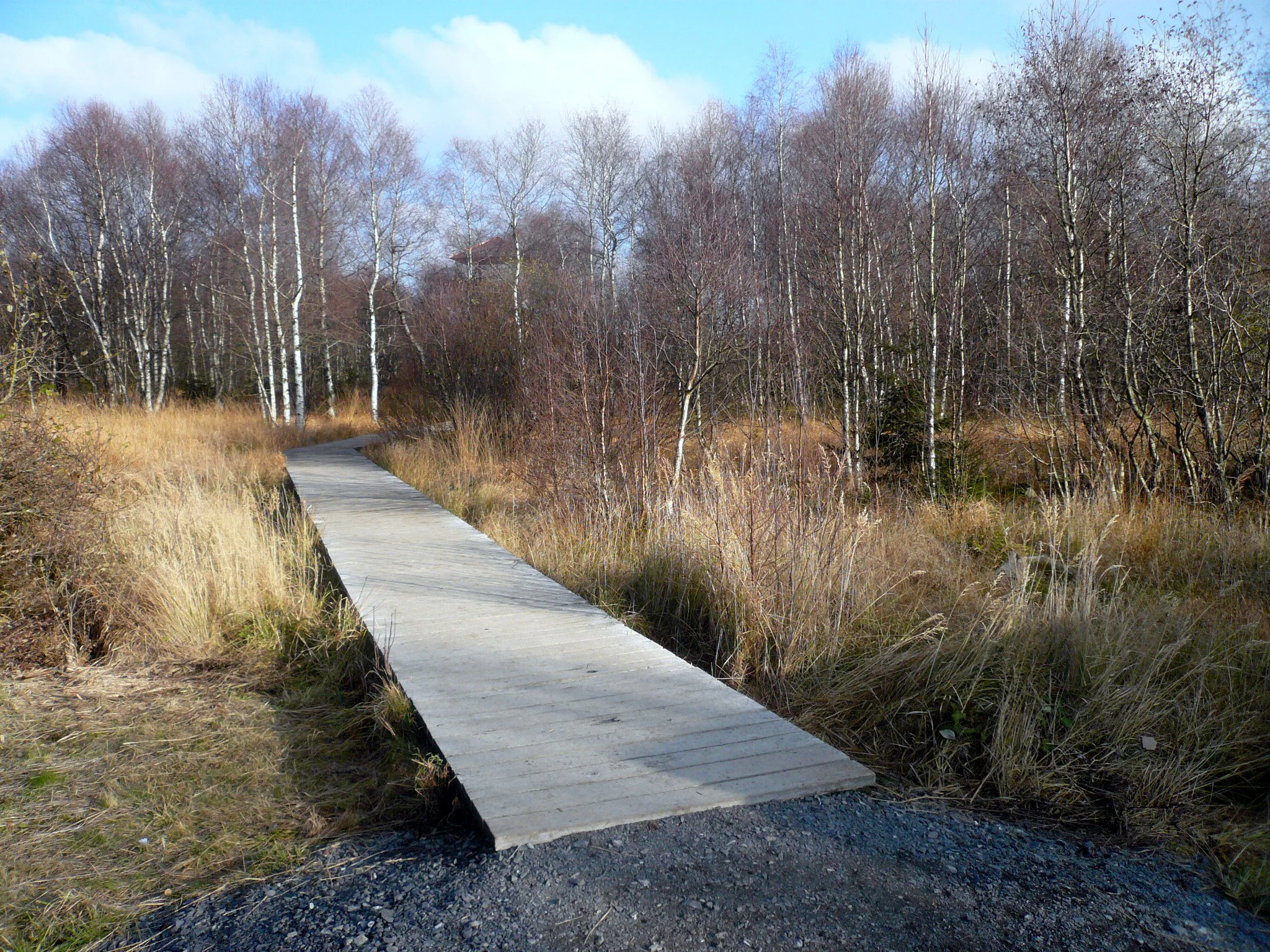 A wooden boardwalk path winds through a marshy landscape with sparse, leafless birch trees and golden-brown grasses under a partly cloudy sky.