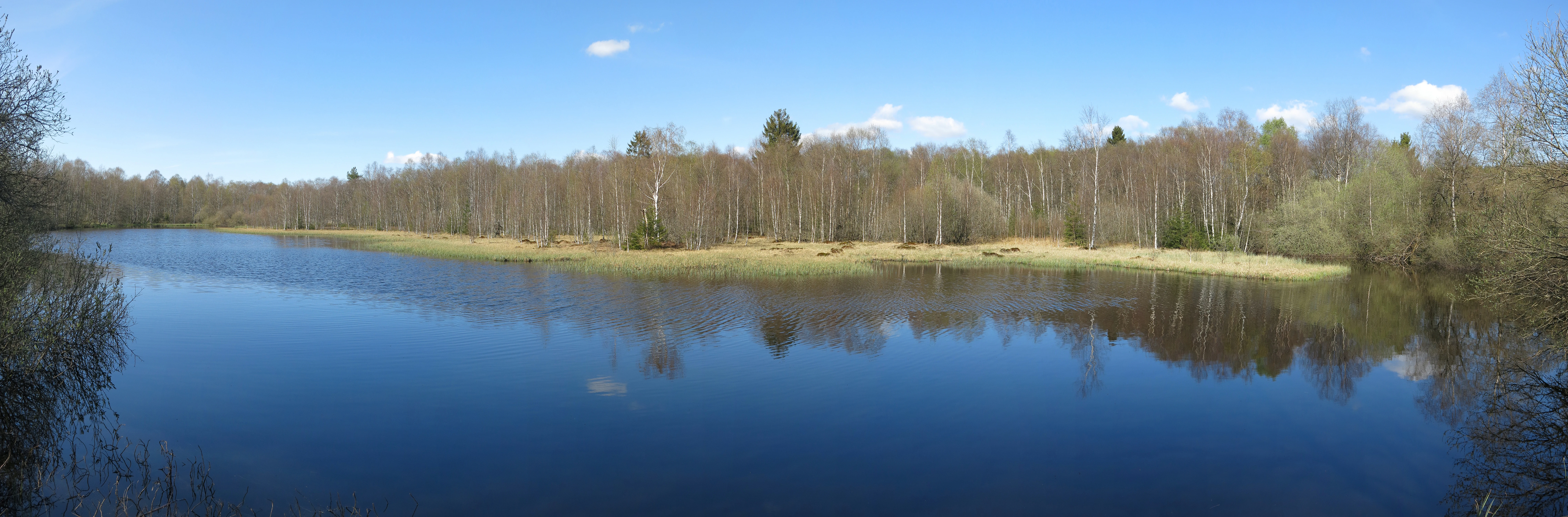 A panoramic photograph showing a calm, dark-water pond surrounded by a sparse forest of thin trees and grasses under a clear blue sky.