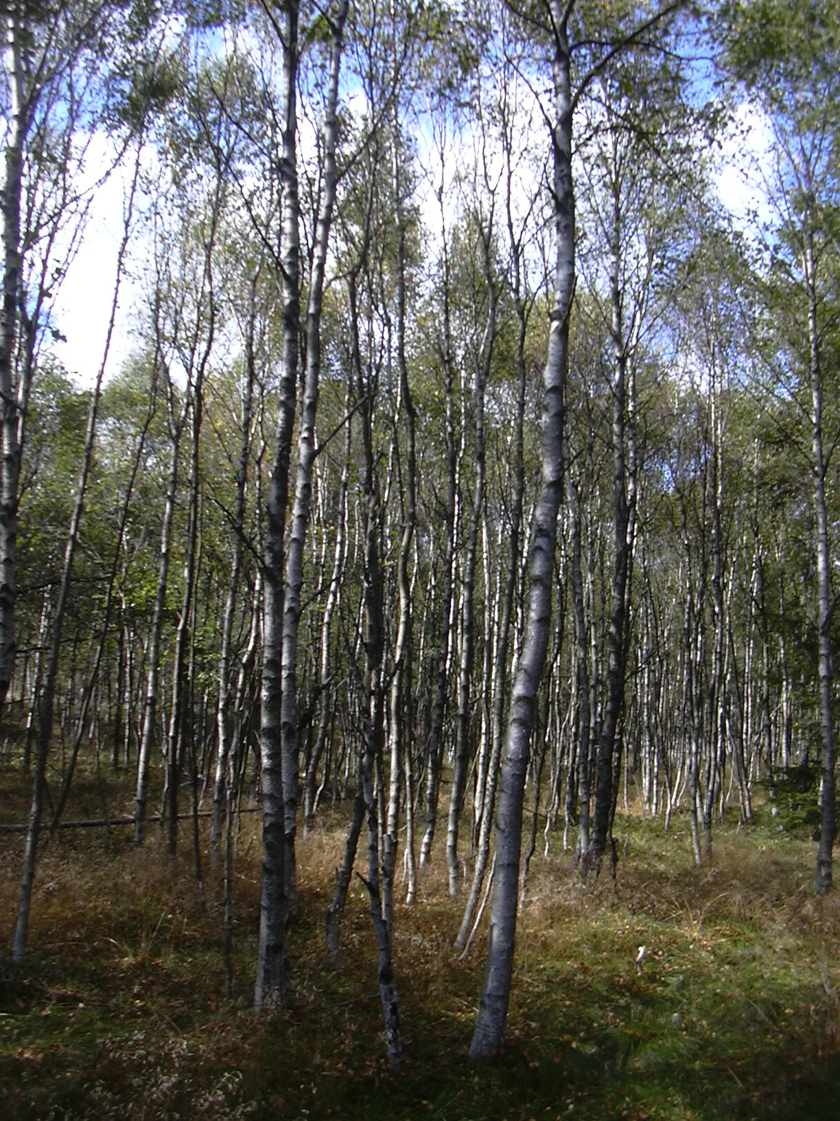 A dense stand of slender birch trees with white, papery bark in a moorland forest setting.