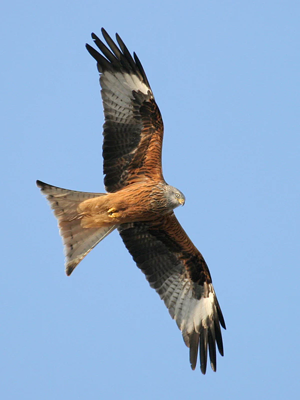 A red kite flying with wings spread wide against a clear blue sky, showing its reddish-brown plumage and distinct forked tail.