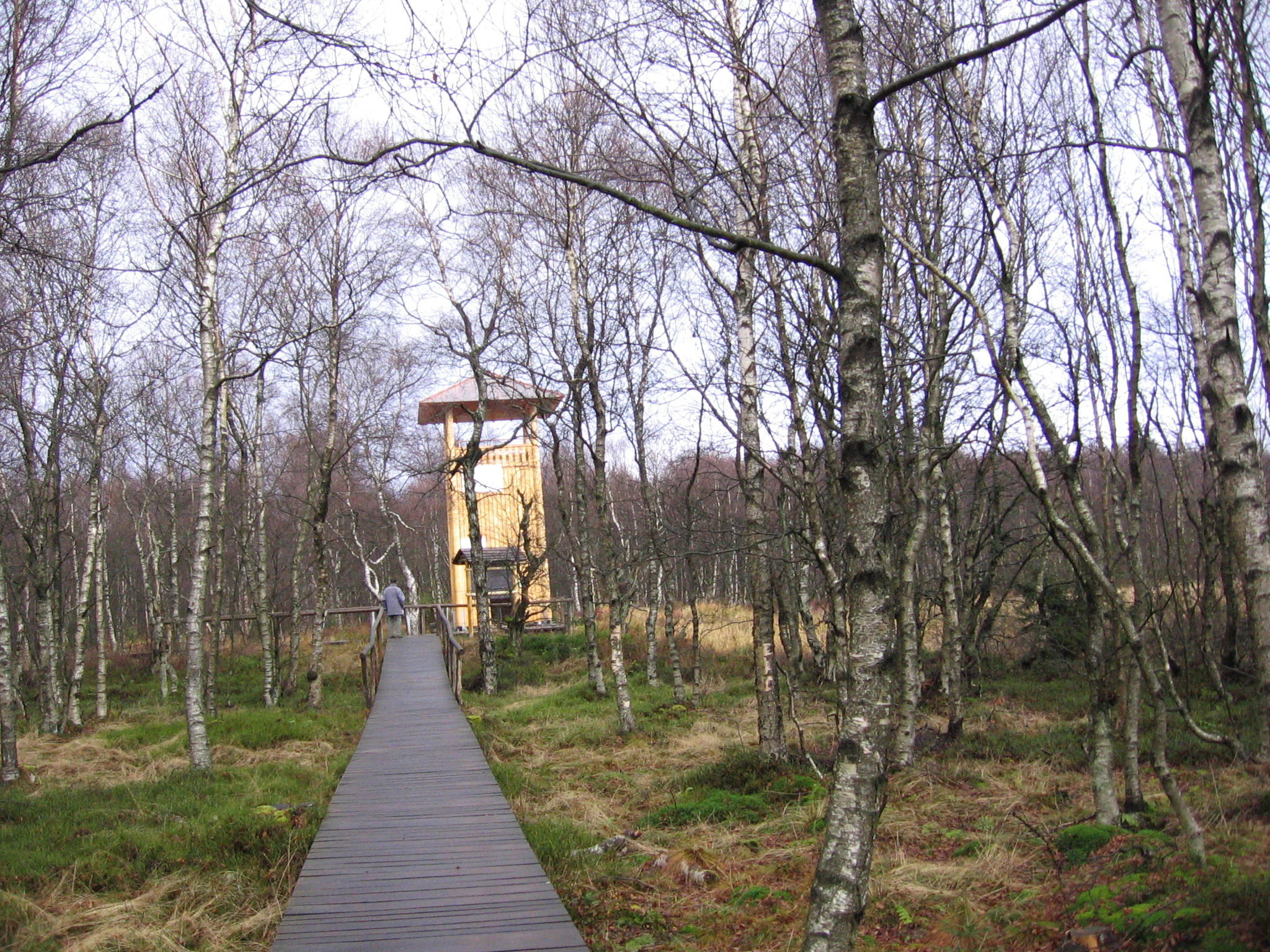 A wooden boardwalk path winds through a sparse birch forest, leading to a tall wooden observation tower in the distance.